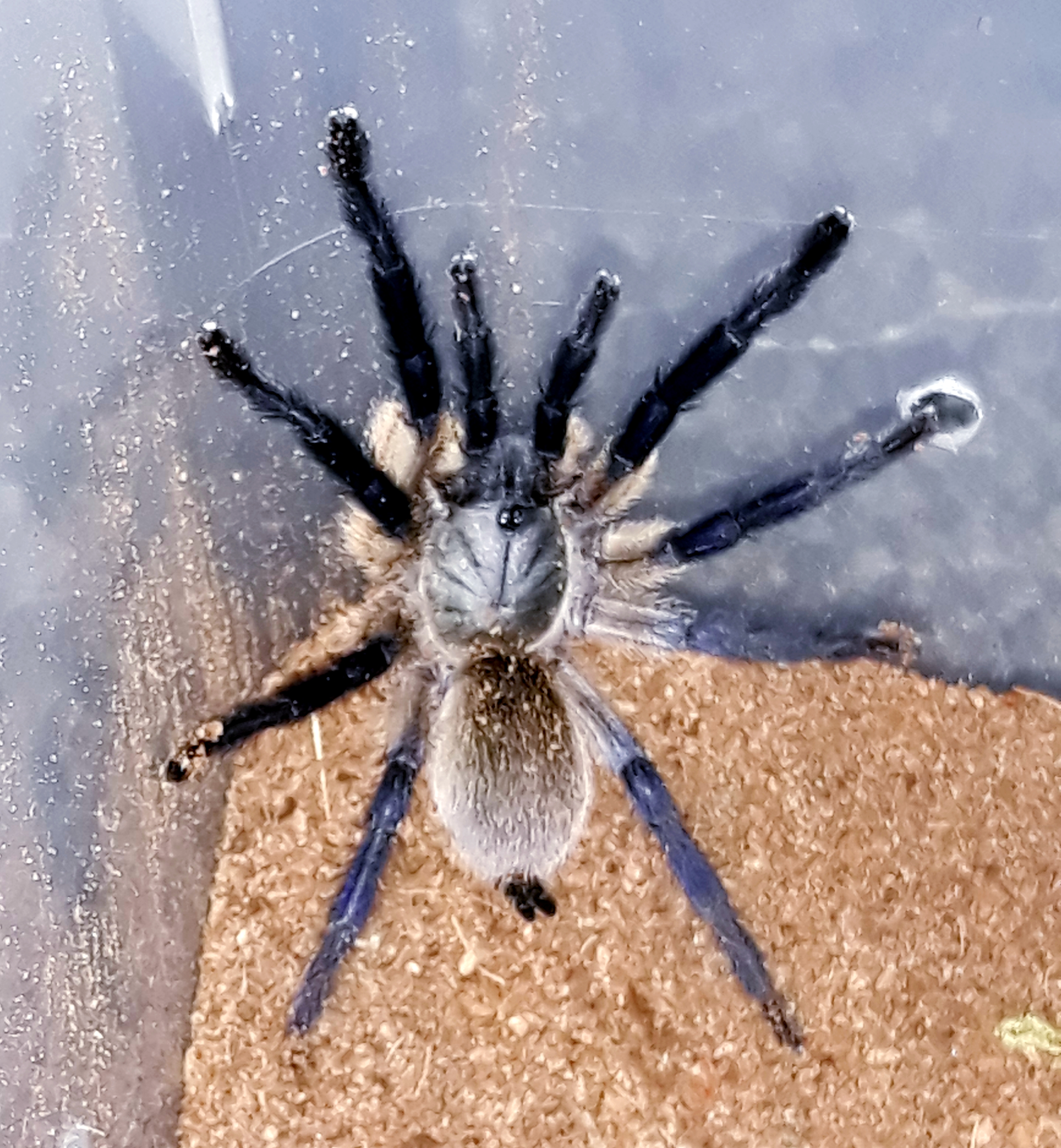 M. balfouri