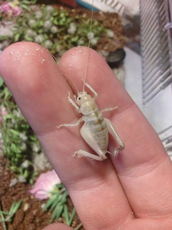 Macrobaenetes algodonensis