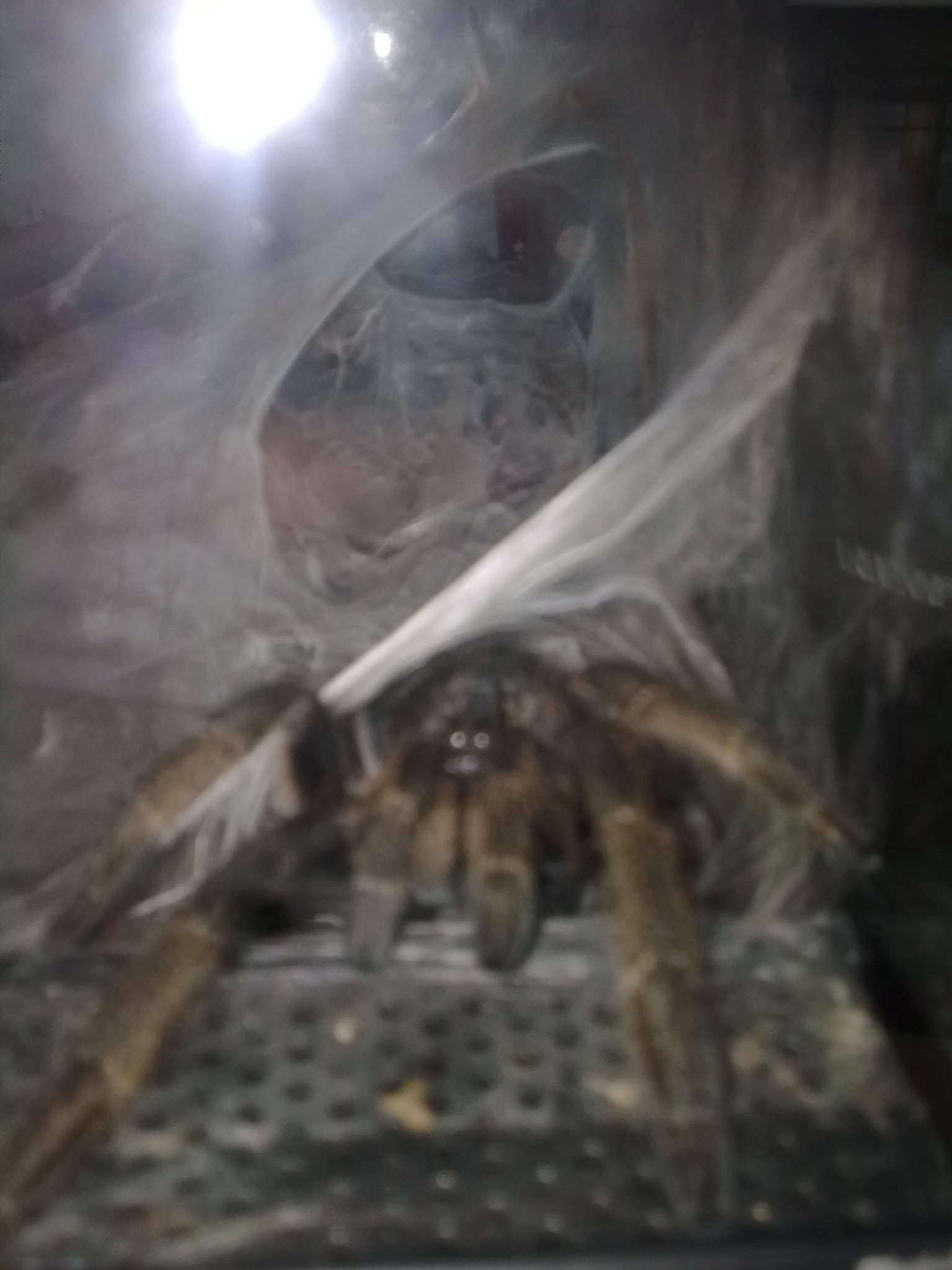 Male Ceratogyrus Marshalli