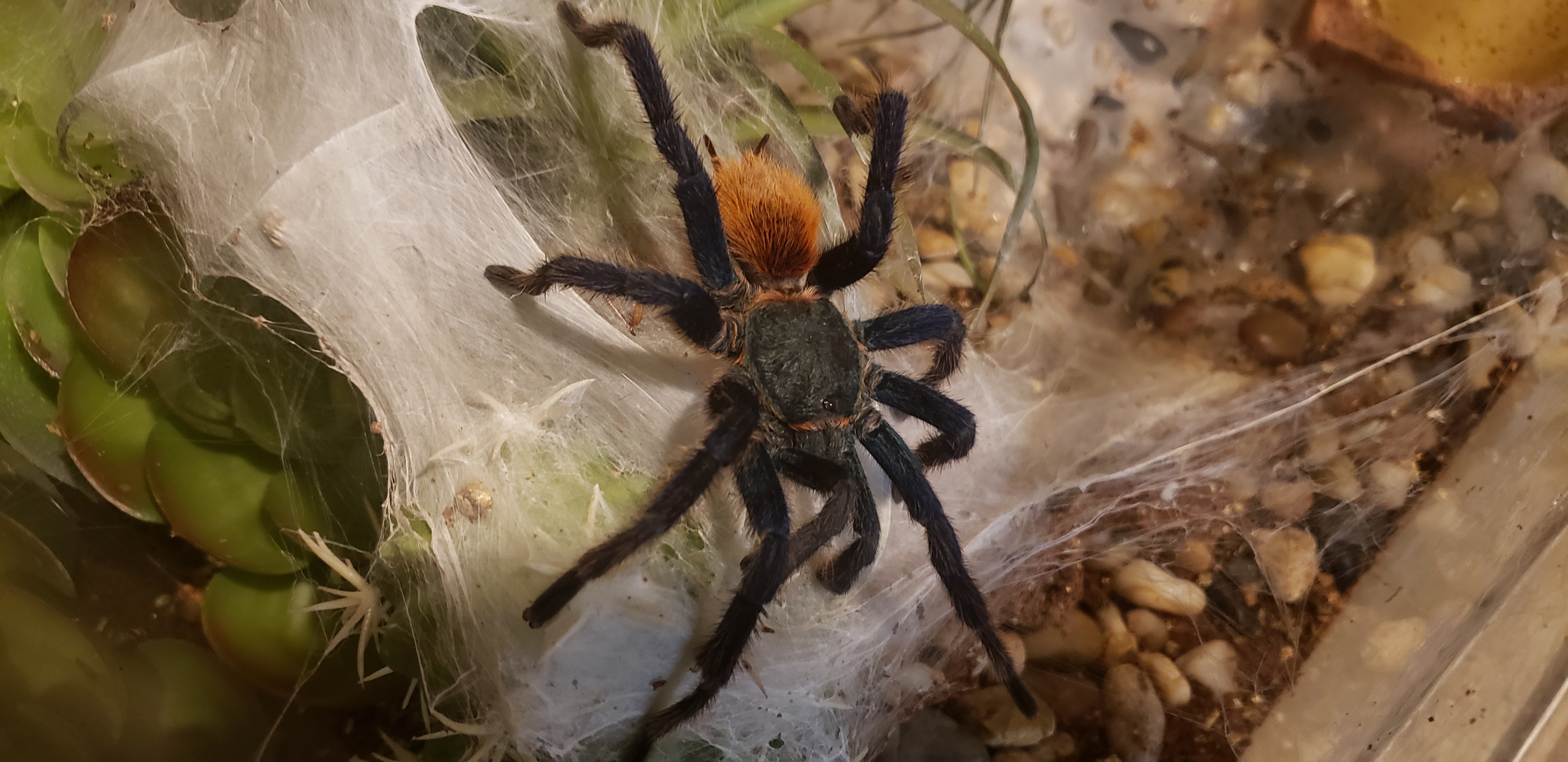 Male Gbb