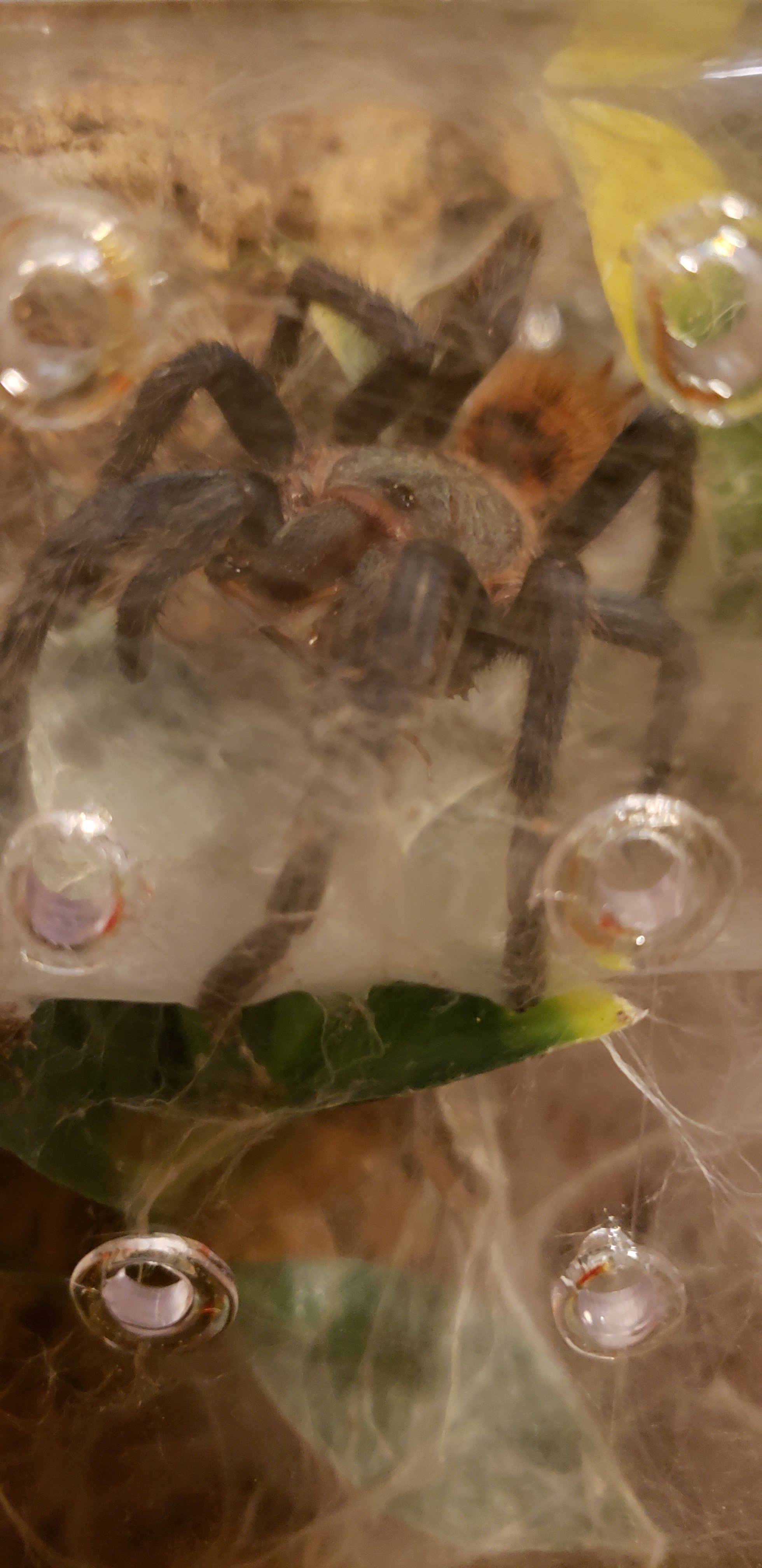 Male Gbb