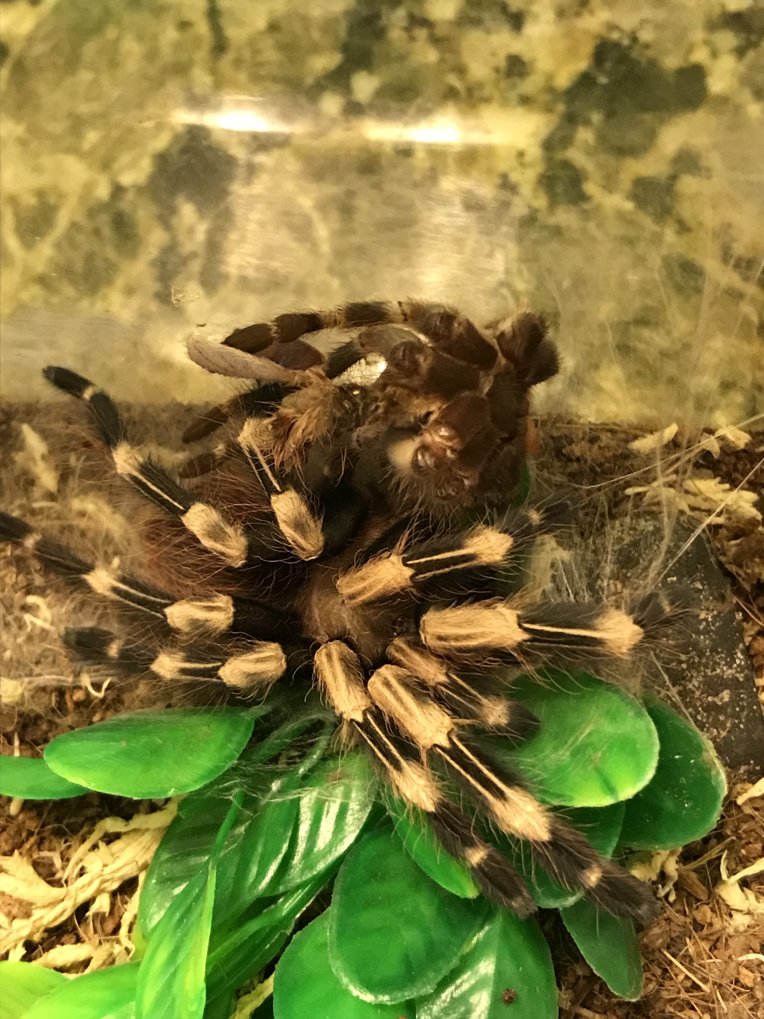 Male N Chromatus molted