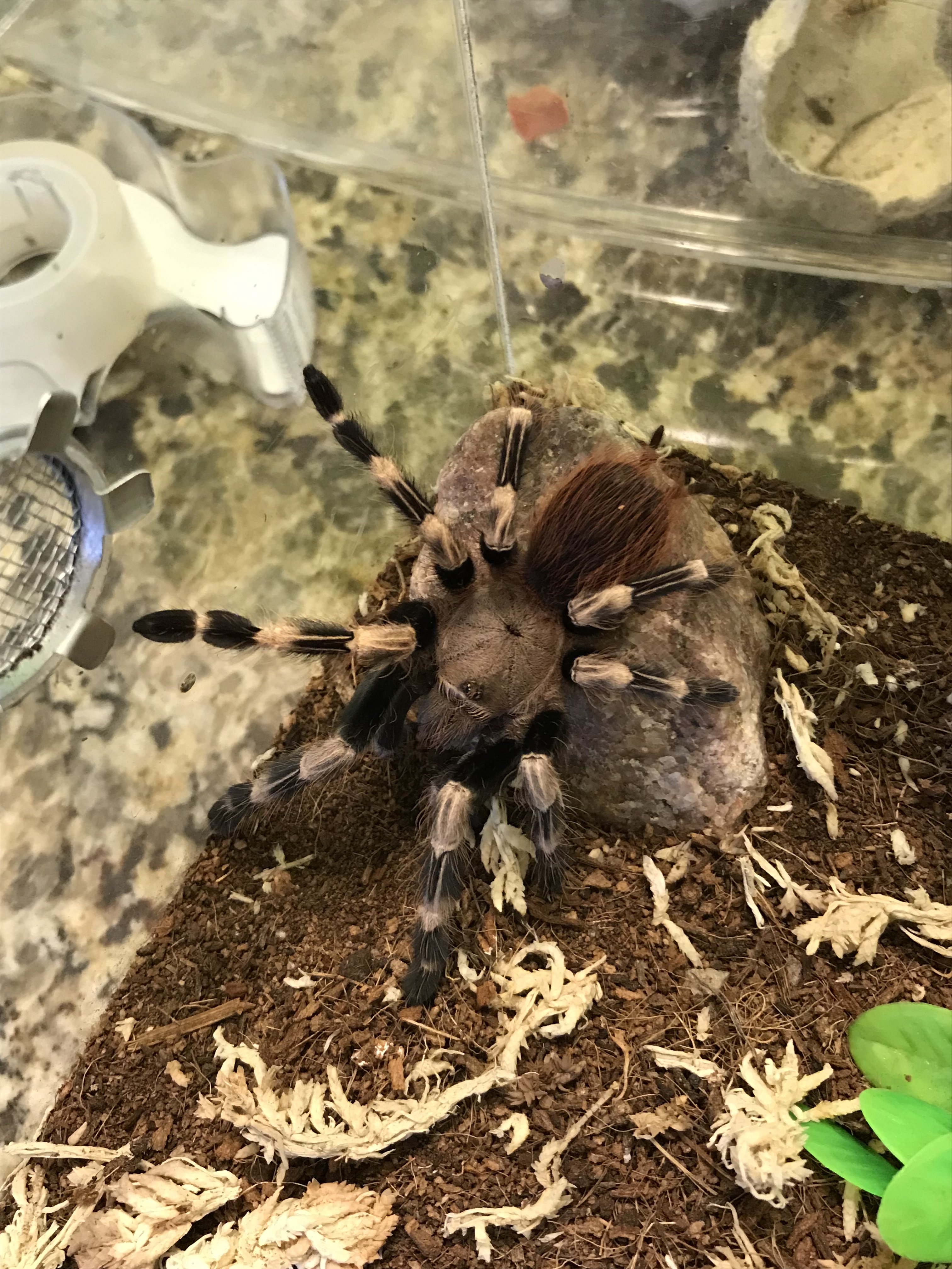 Male Nhandu chromatus