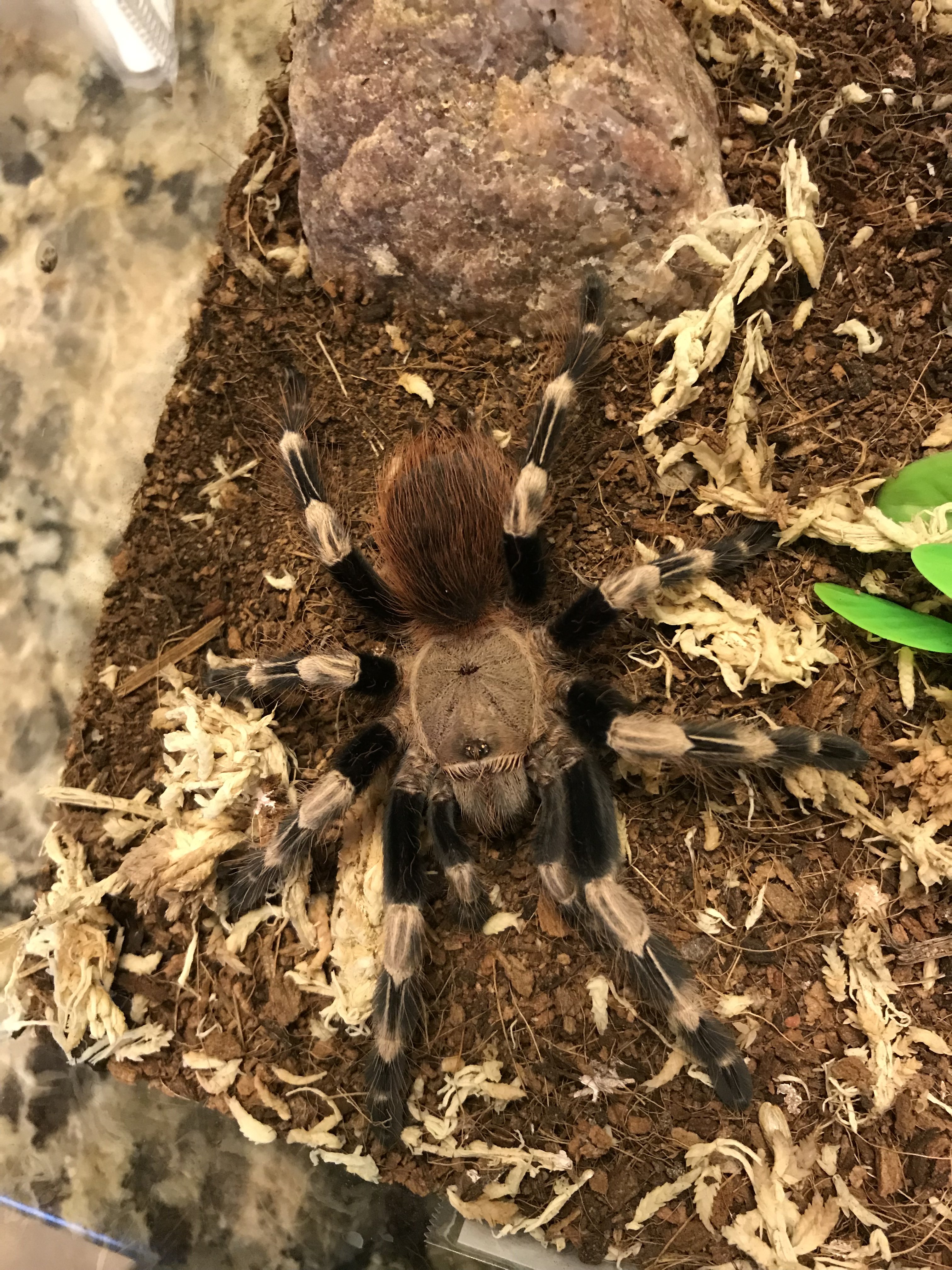 Male Nhandu chromatus