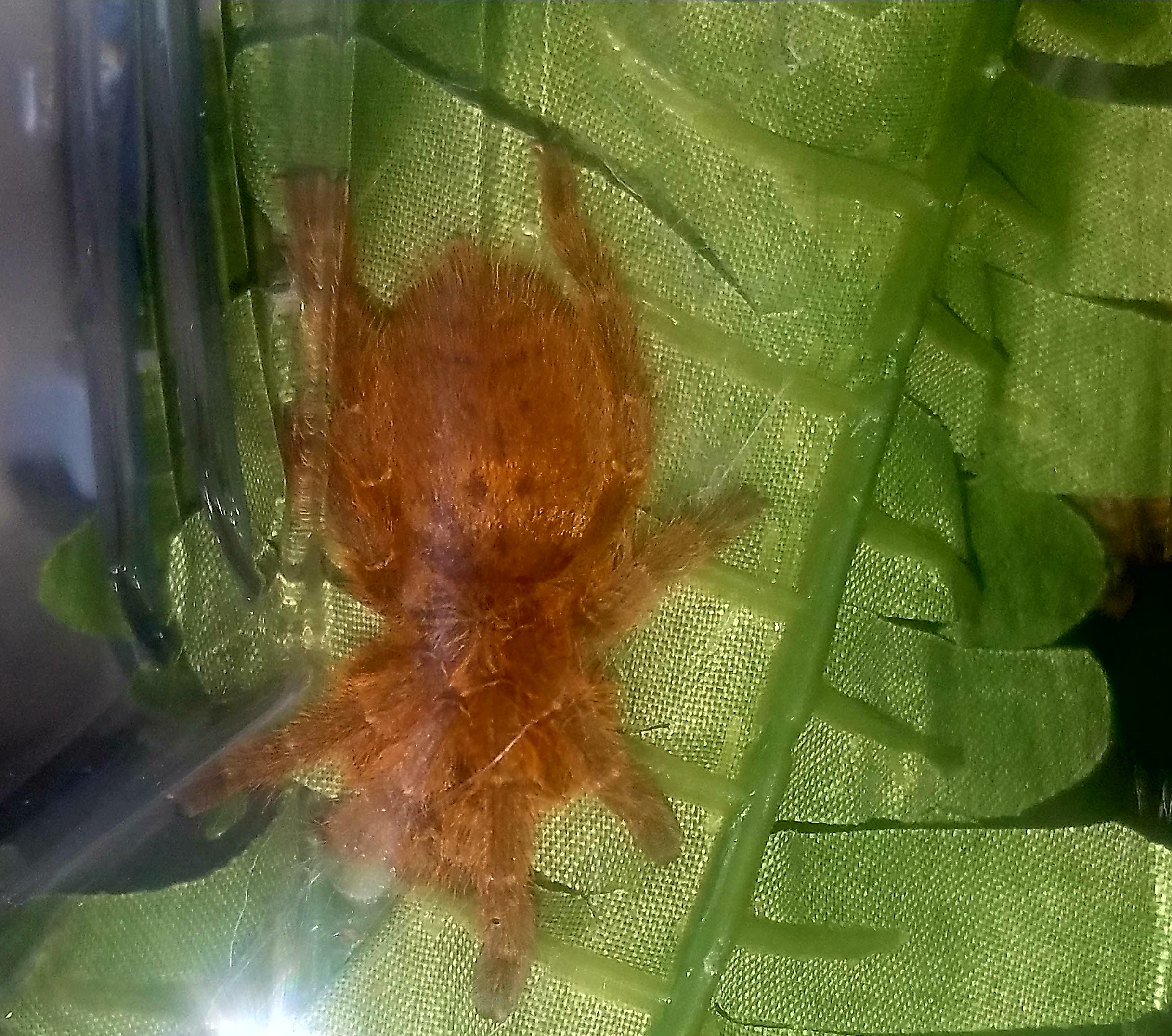 Male OBT