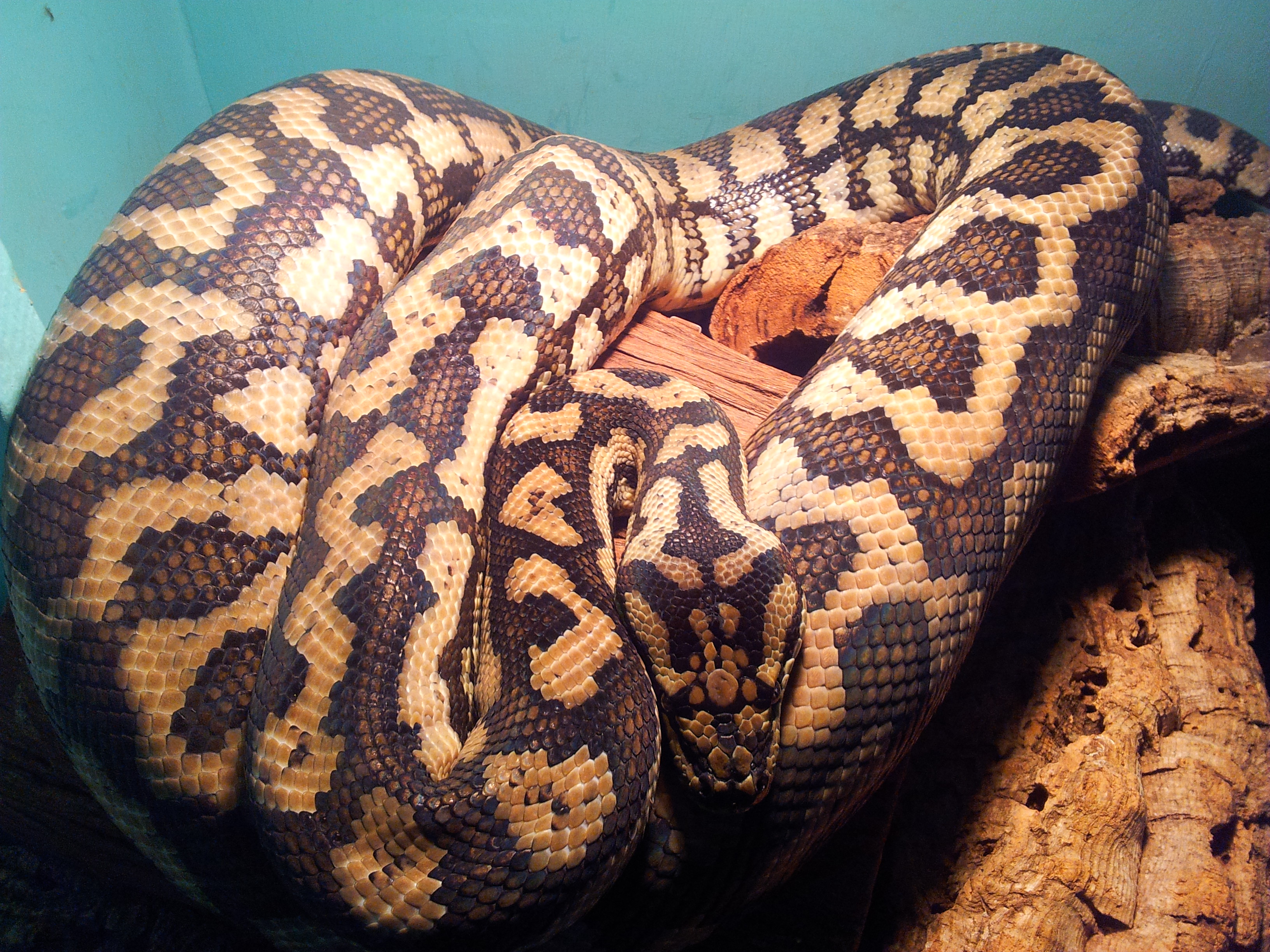 Mamma Carpet.. Coastal Carpet Python