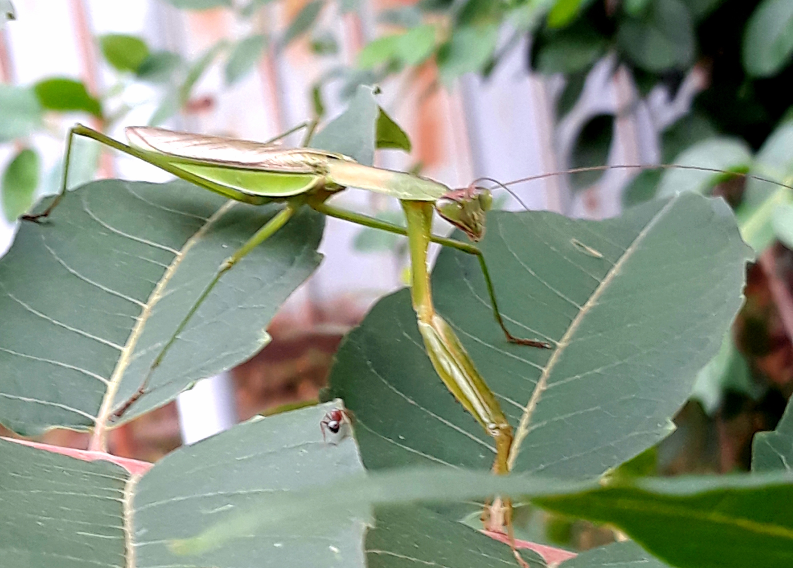 Mantis religiosa