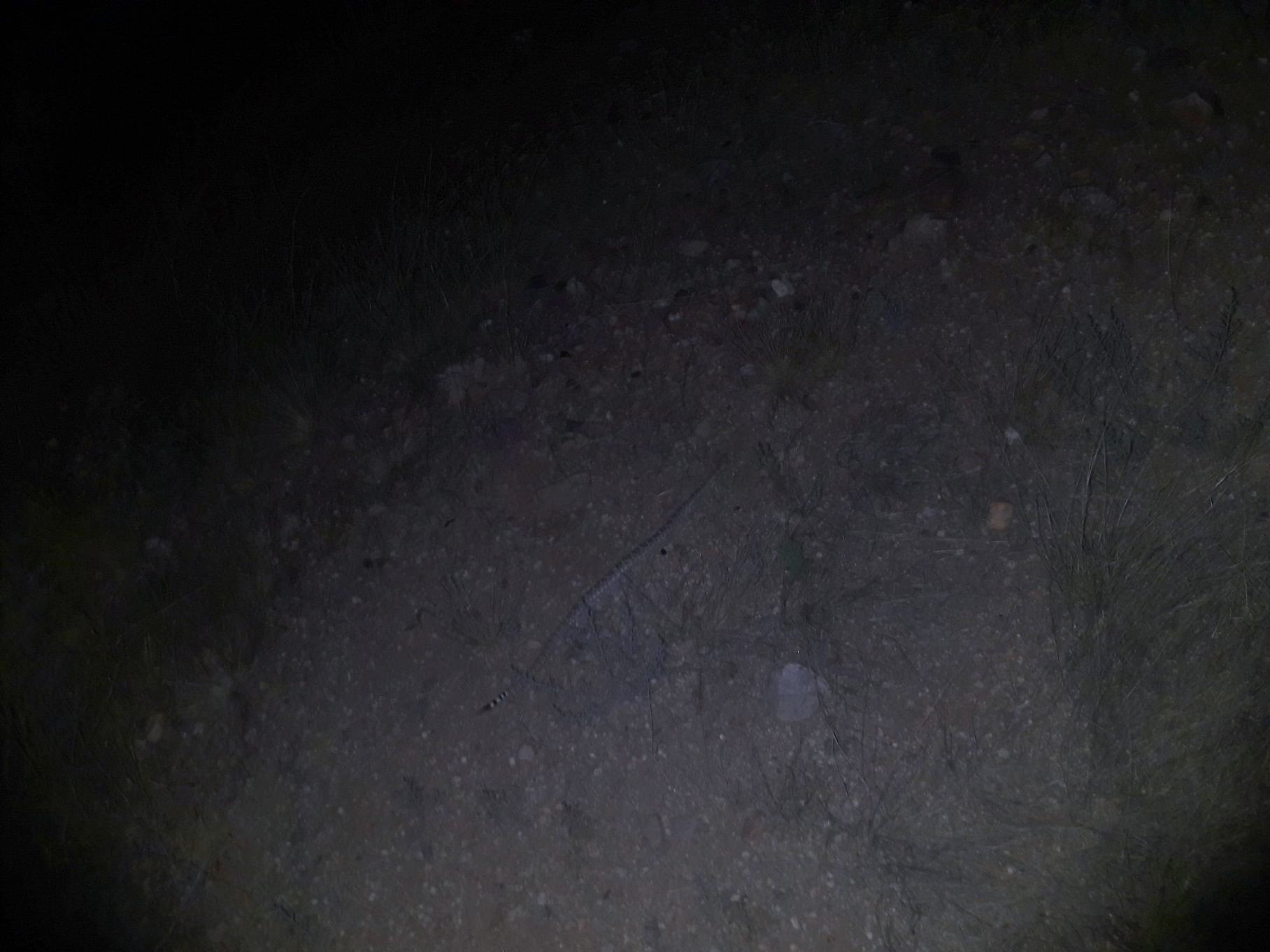 "Marcus was bitten by a snake- Rest 5 days"