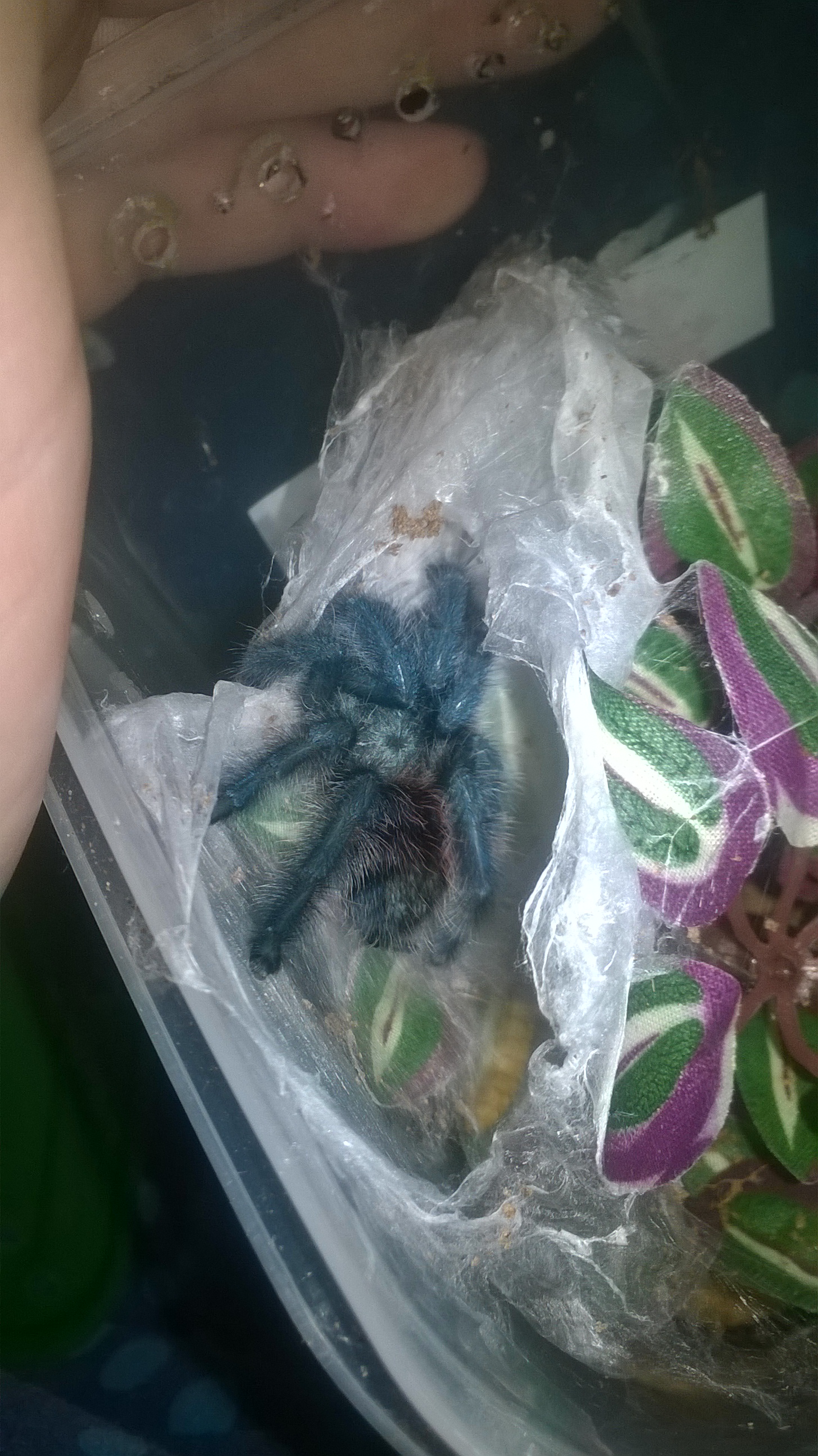 Marley molted!