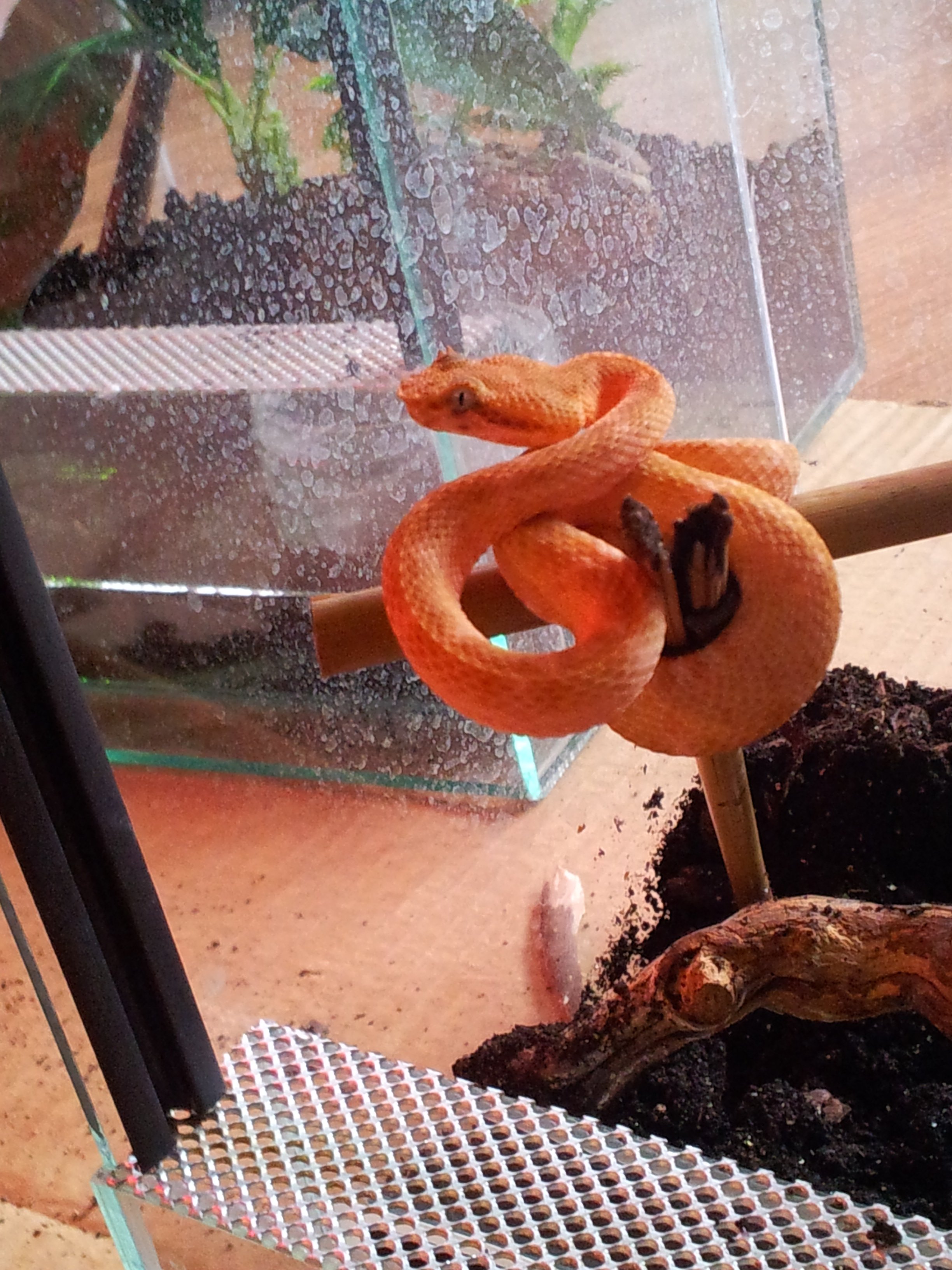 Mascara.... Bothriechis schlegeli (Costa Rican Eyelash Palm Pit Viper)