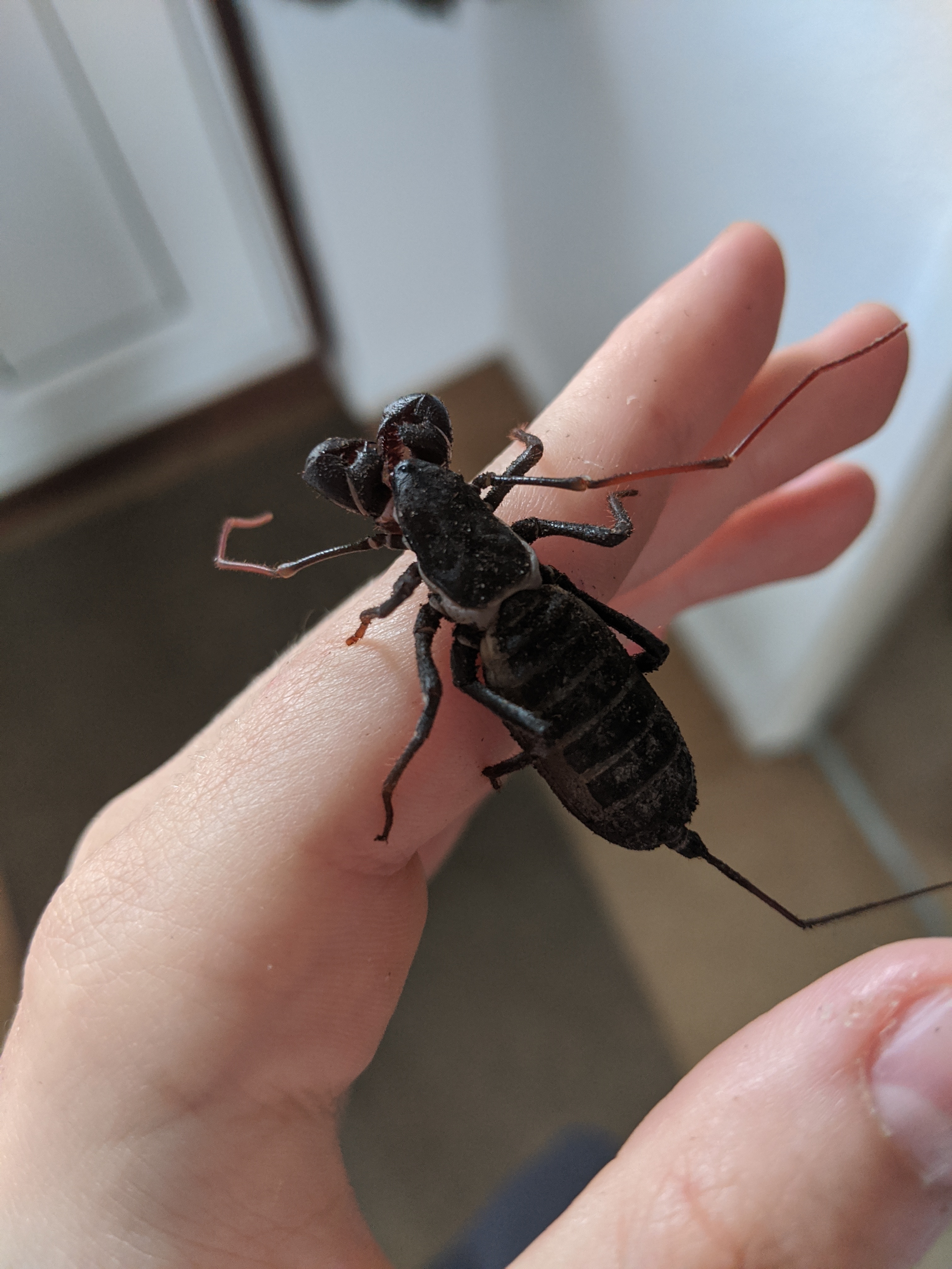 Mastigodroctus gigantea (giant vinegaroon)