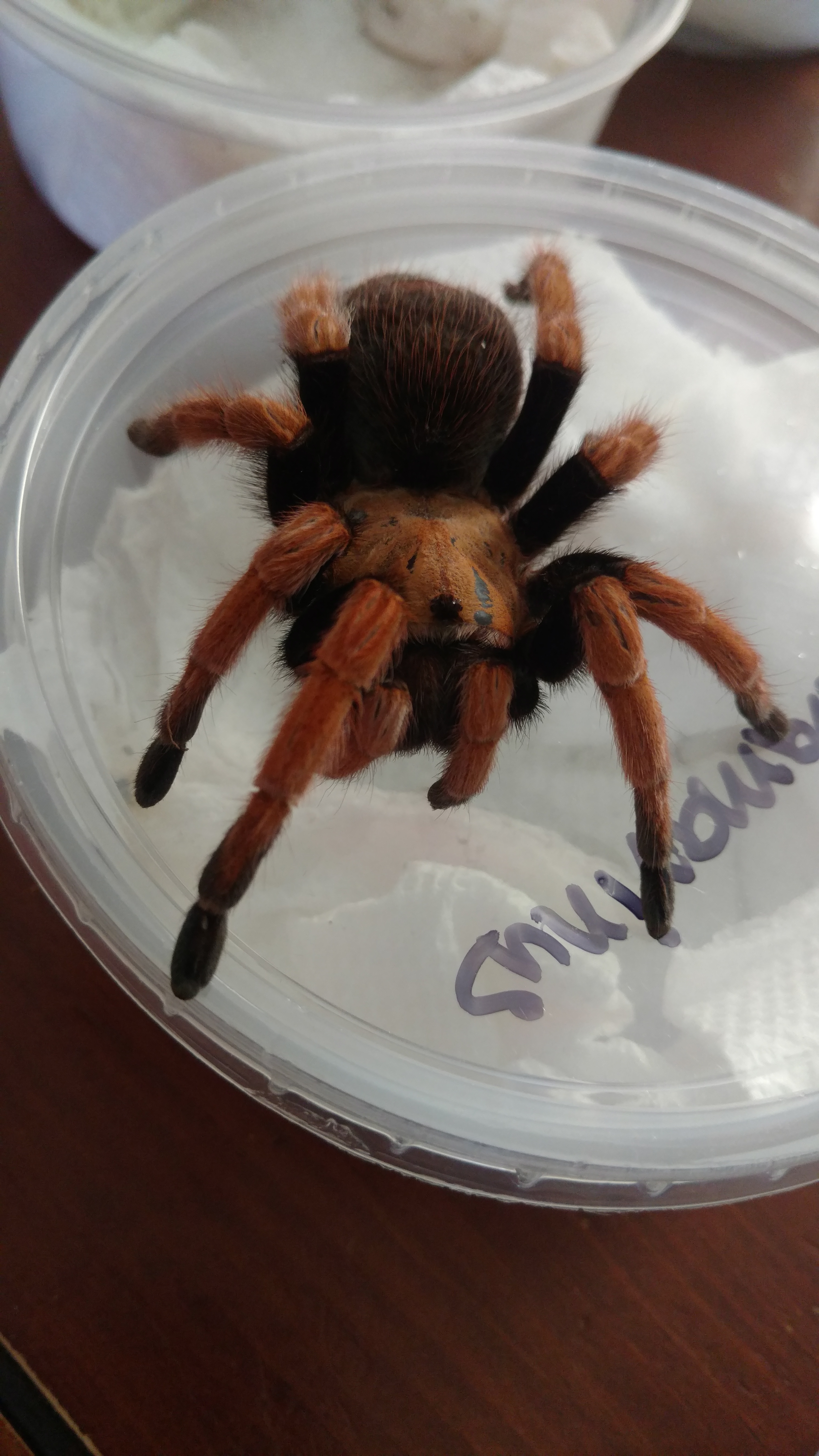 Mature female Aphonopelma bicoloratum