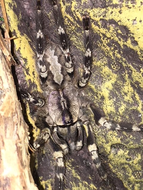 Mature male P. regalis "Gonzo"