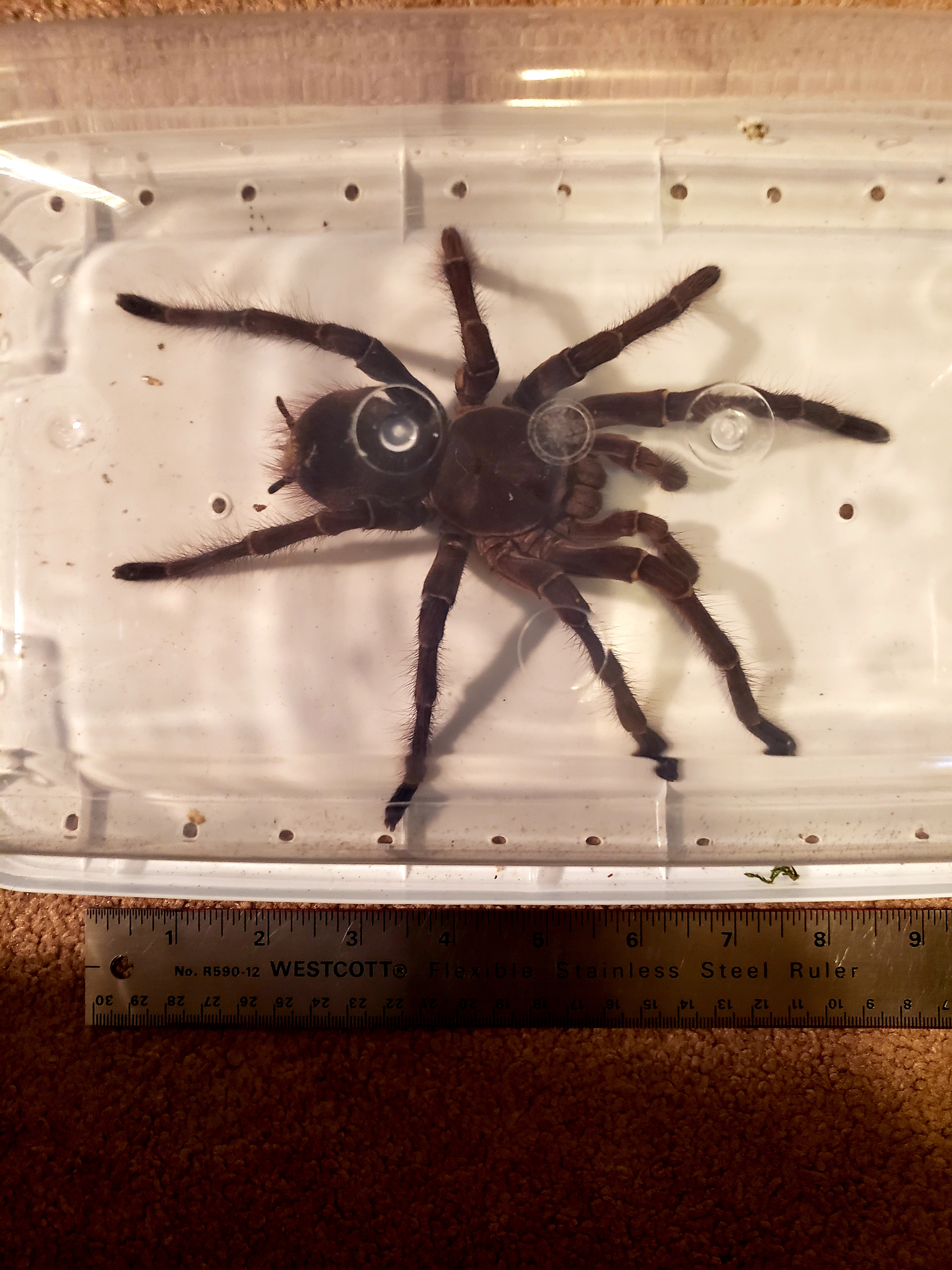 Mature Male stirmi