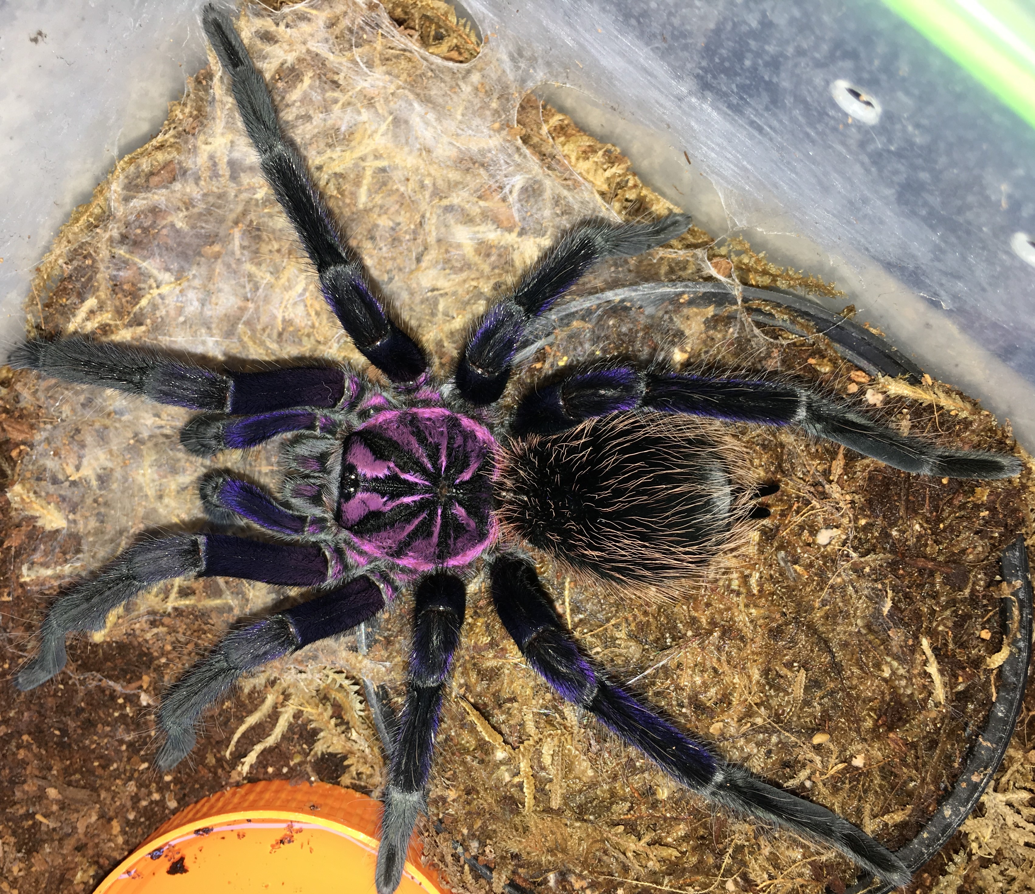 Mature Male Xenesthis intermedia Photo'd w/Flash