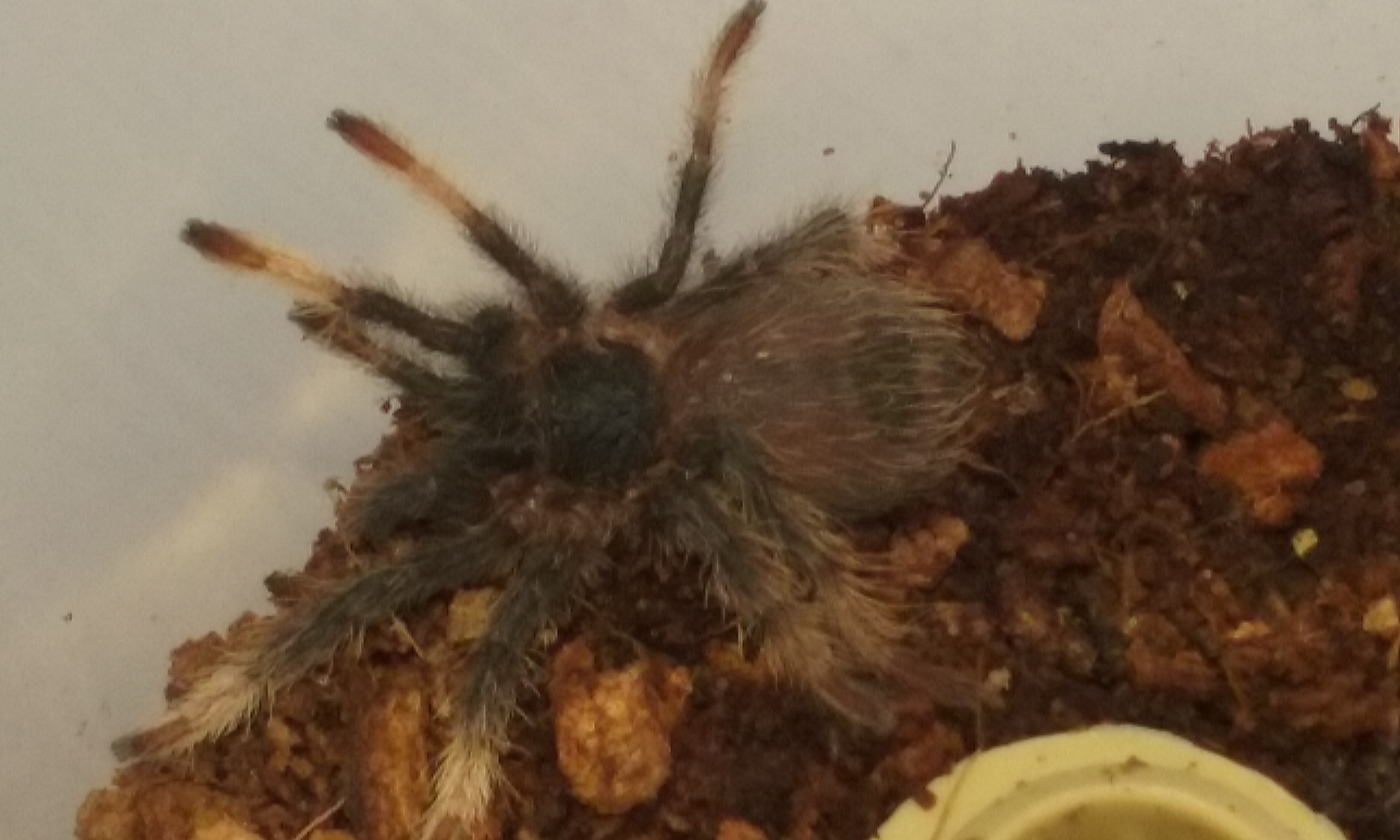 Megaphobema mesomelas - Costa Rican Red Leg