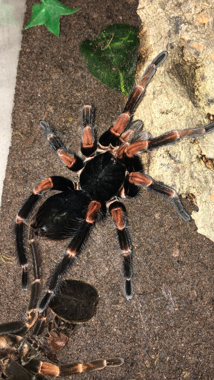 Megaphobema Mesomelas MM