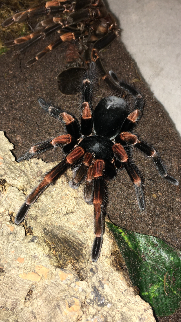 Megaphobema Mesomelas MM