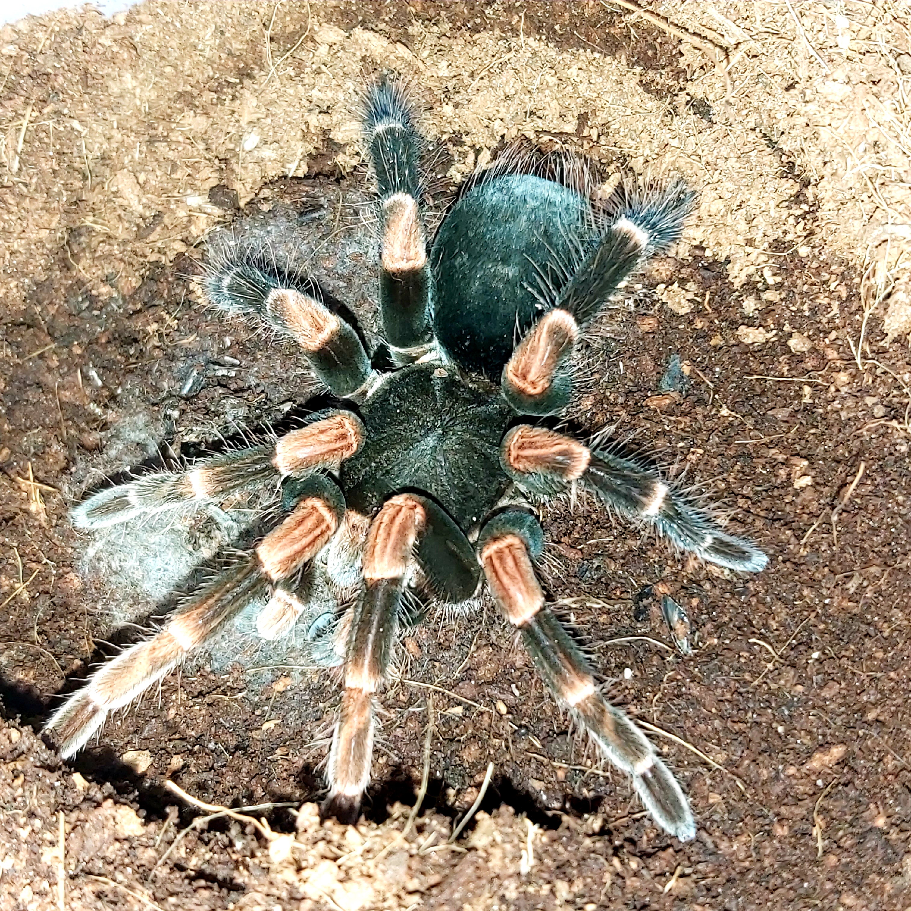 Megaphobema mesomelas