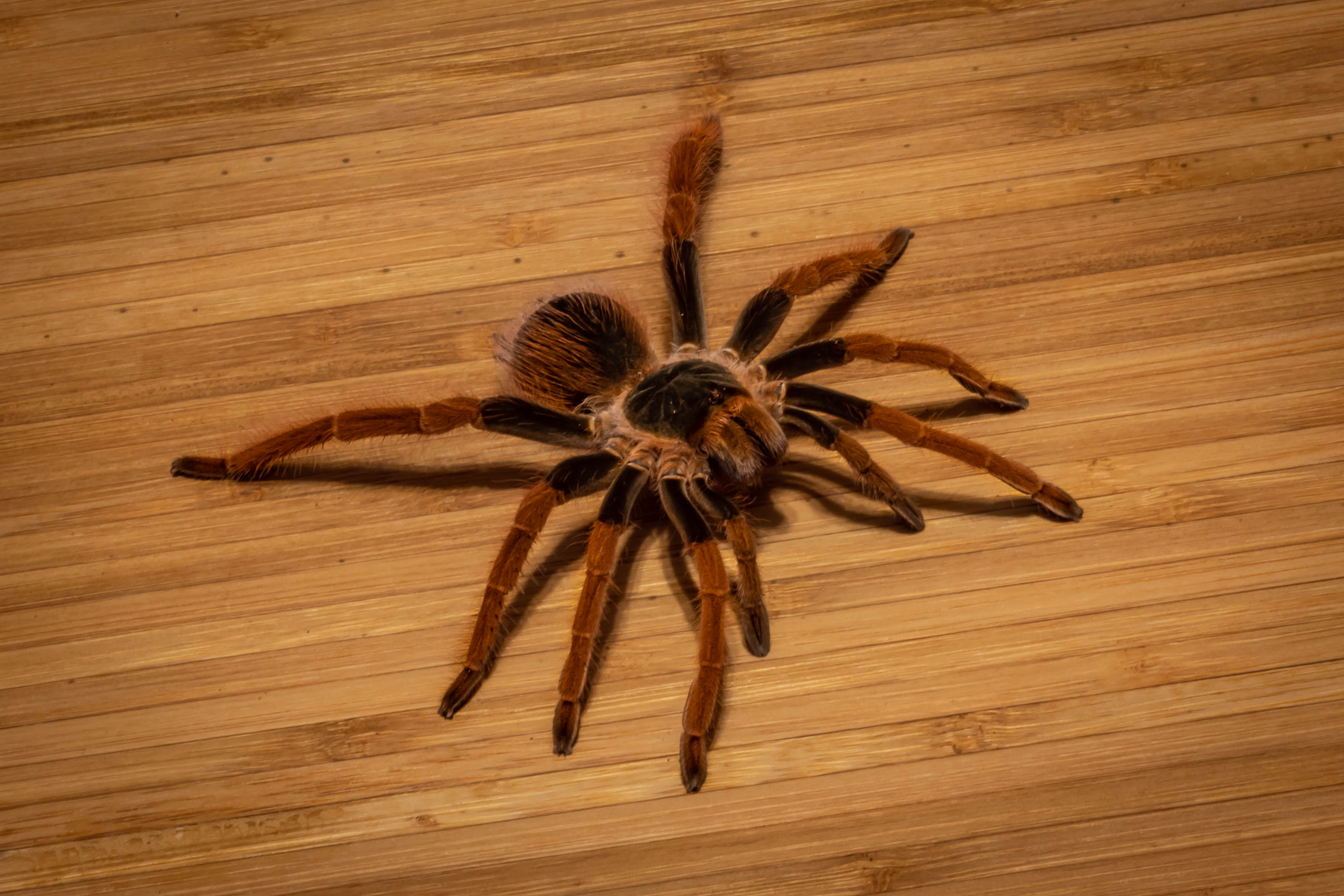 Megaphobema robustum "Chrome"