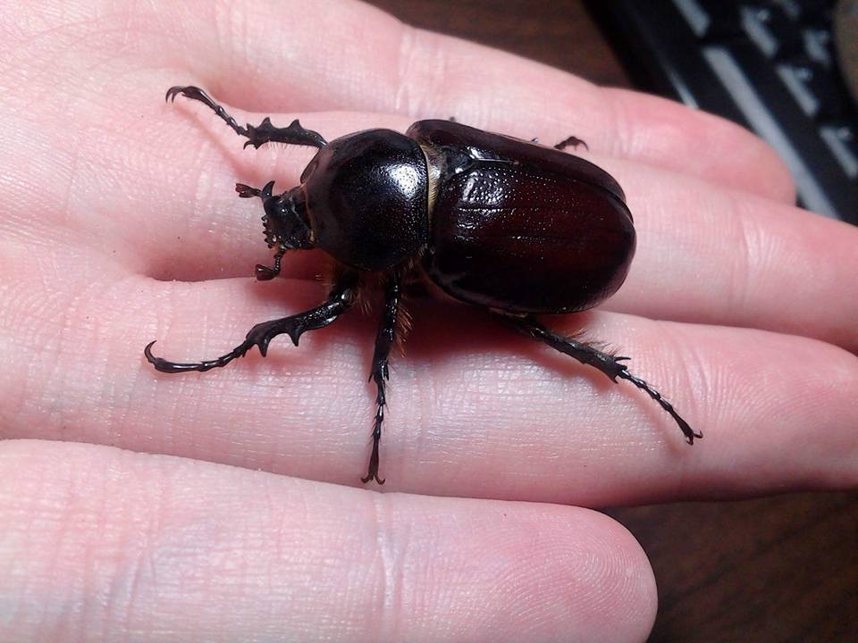 Megasoma sleeperi major male