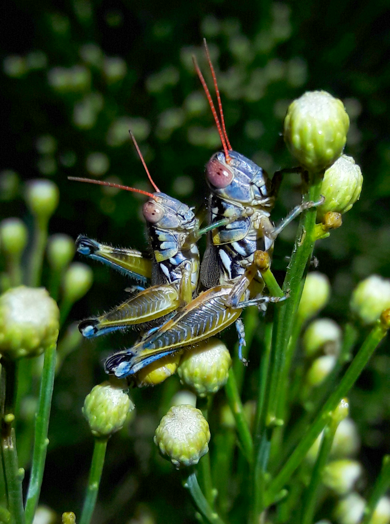 Melanoplus aridus- Arid lands spur-throated grasshopper