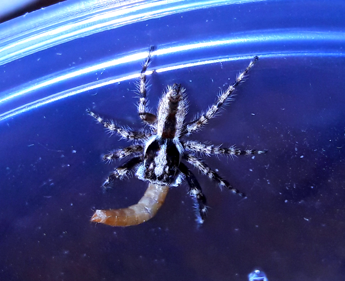 Menemerus bivittatus