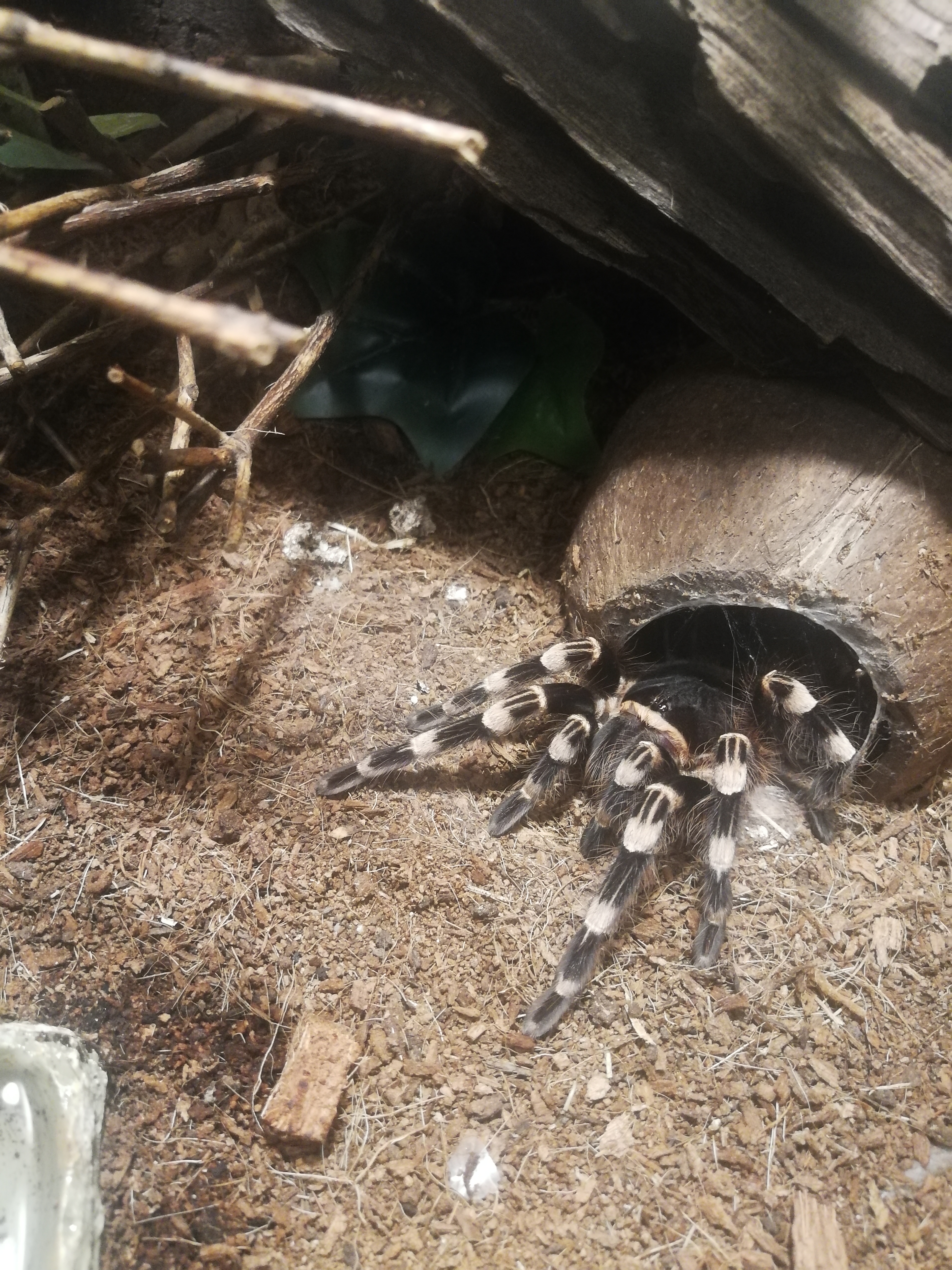 Merry Christmas everyone!