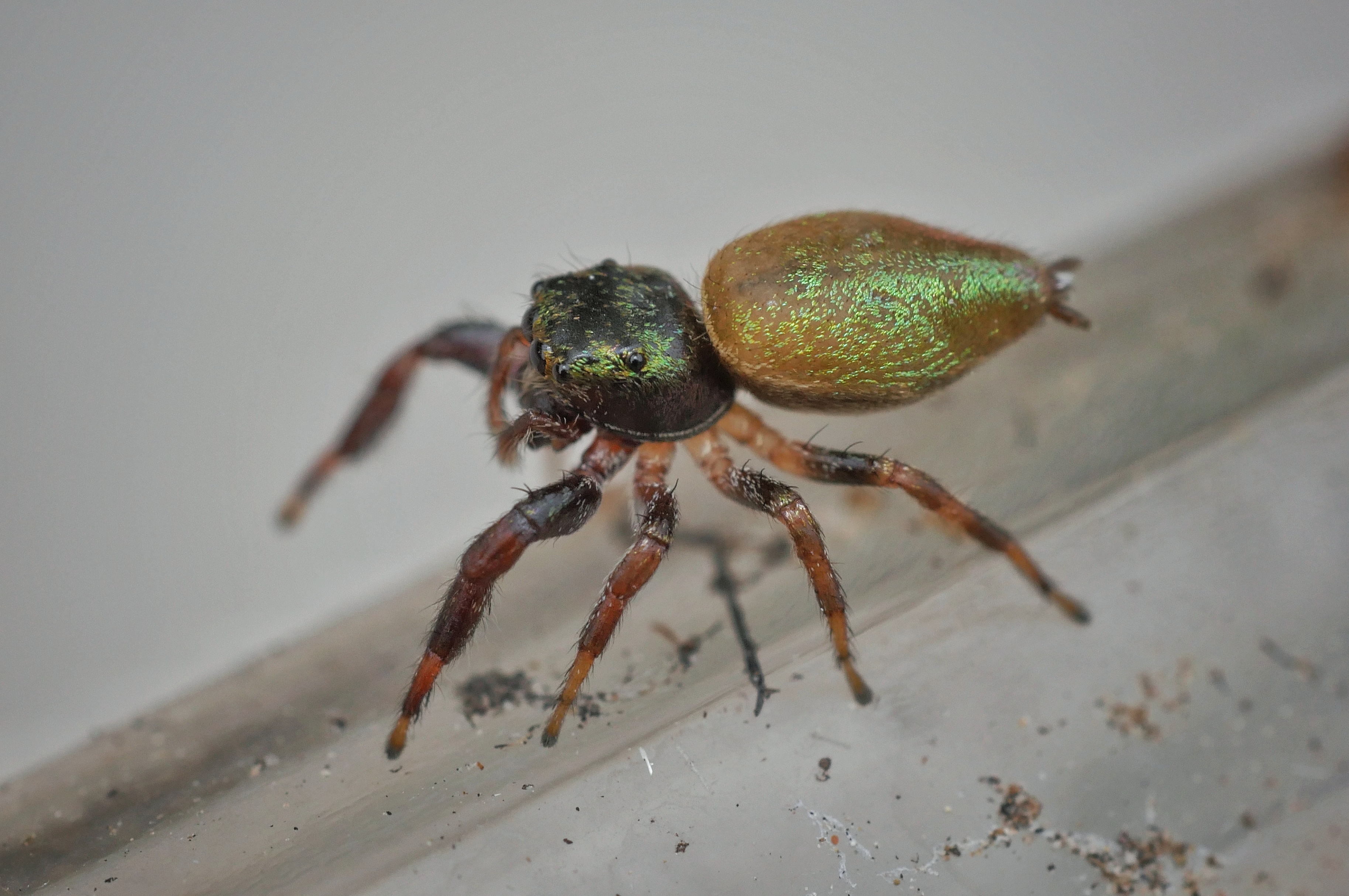 Messua limbata