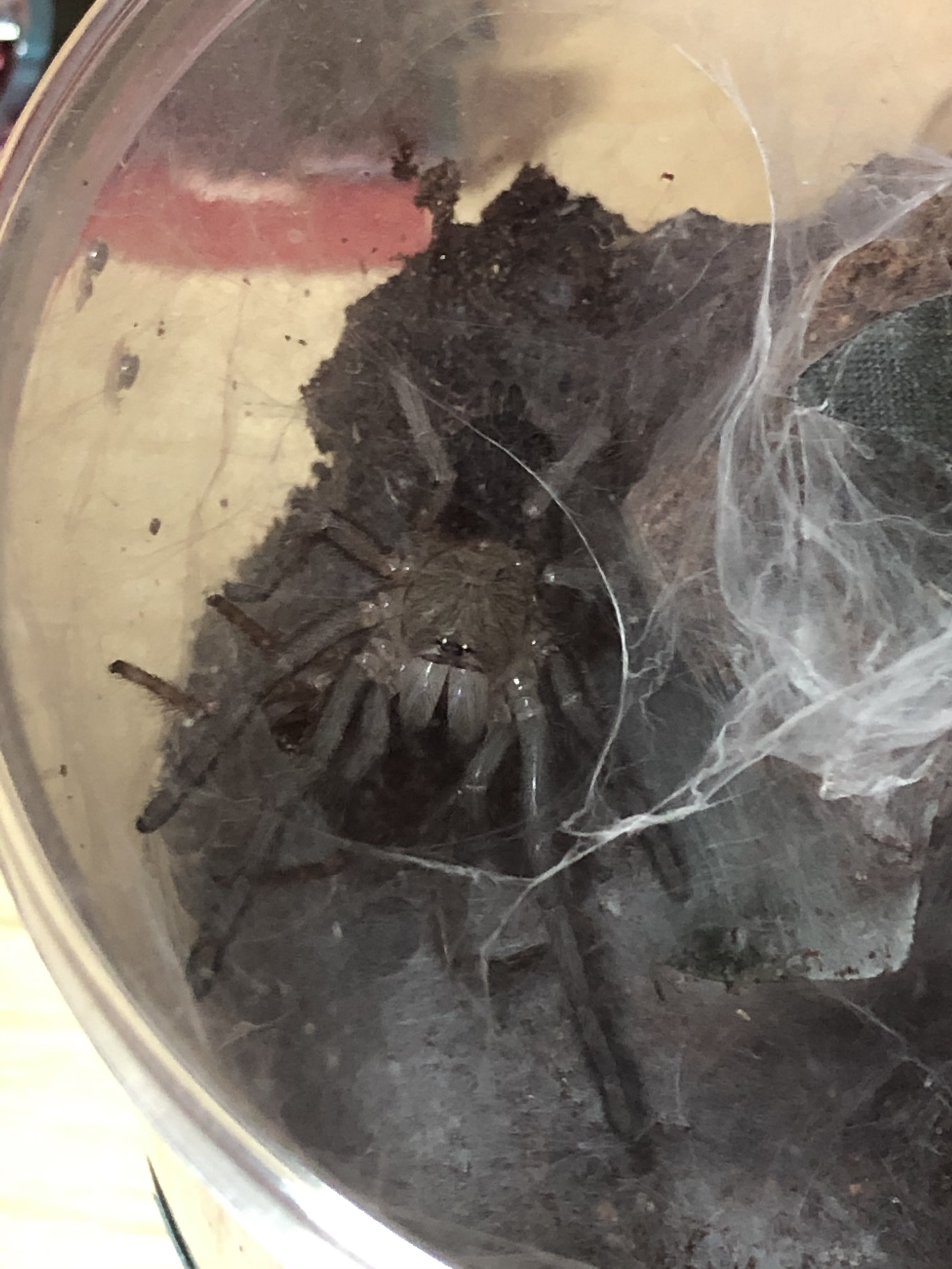 "Metal Sonic" freshly molted