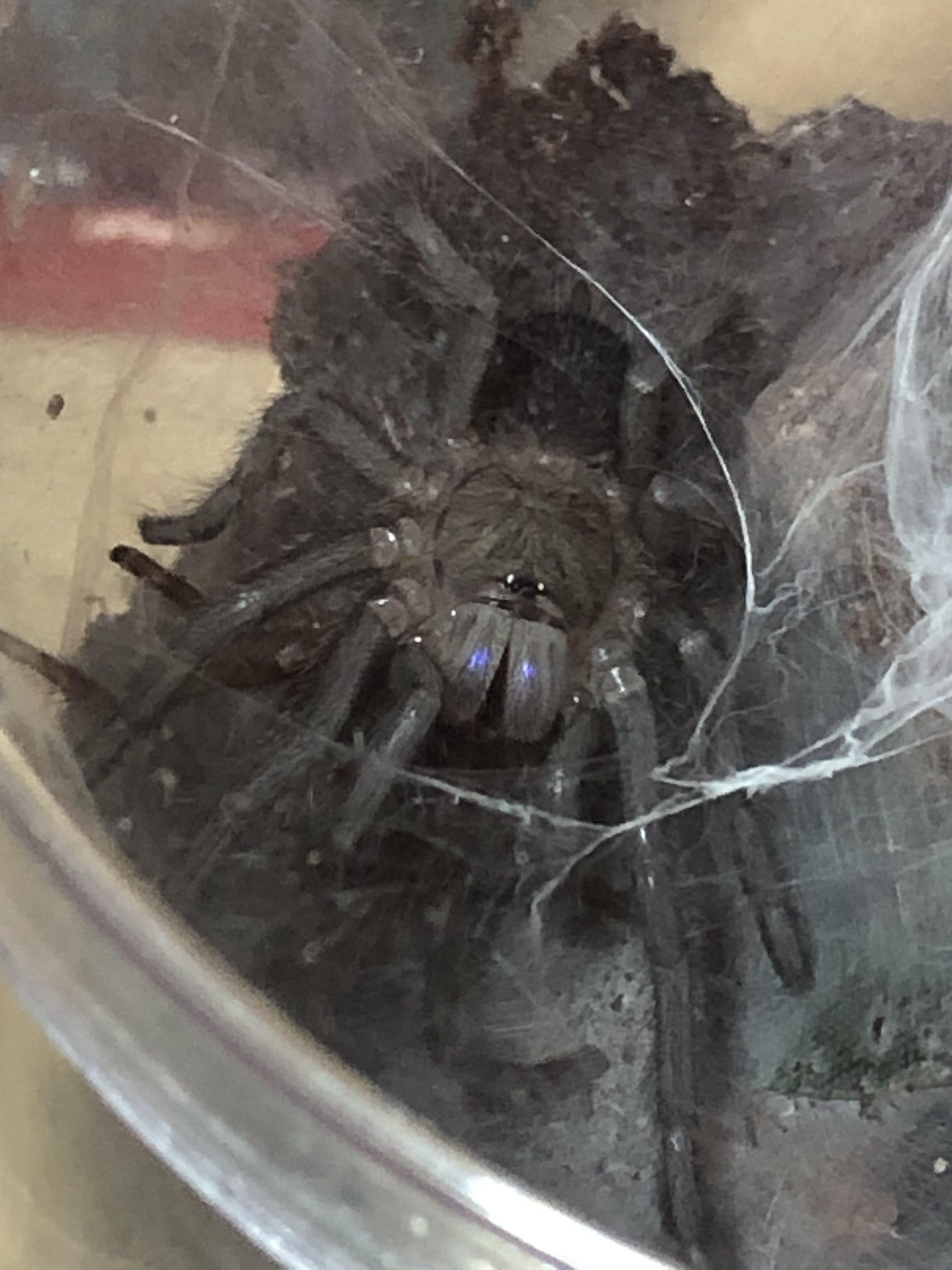 "Metal Sonic" showing some of their new colors :)