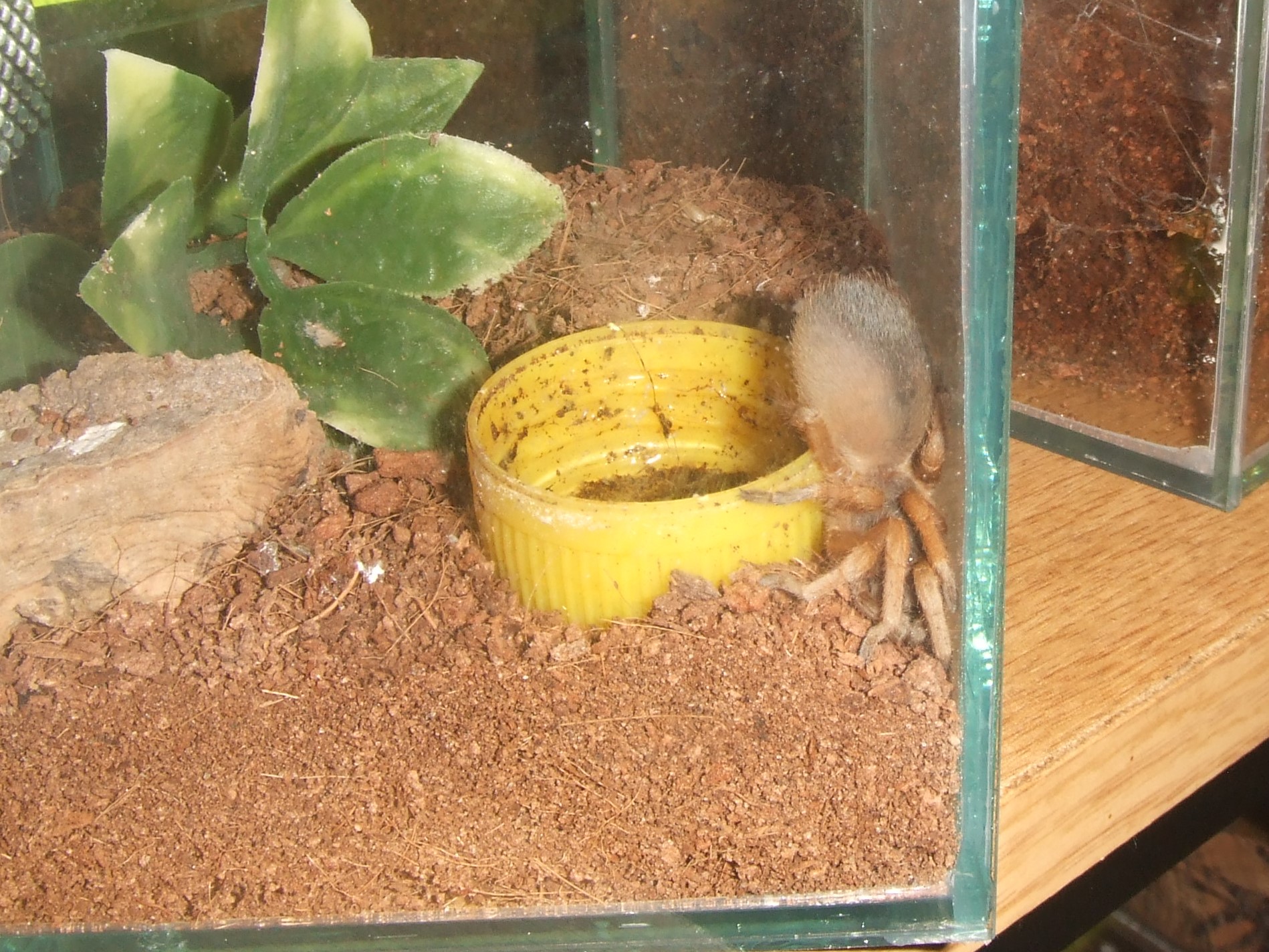 Metriopelma sp. Aragua - Wayuu