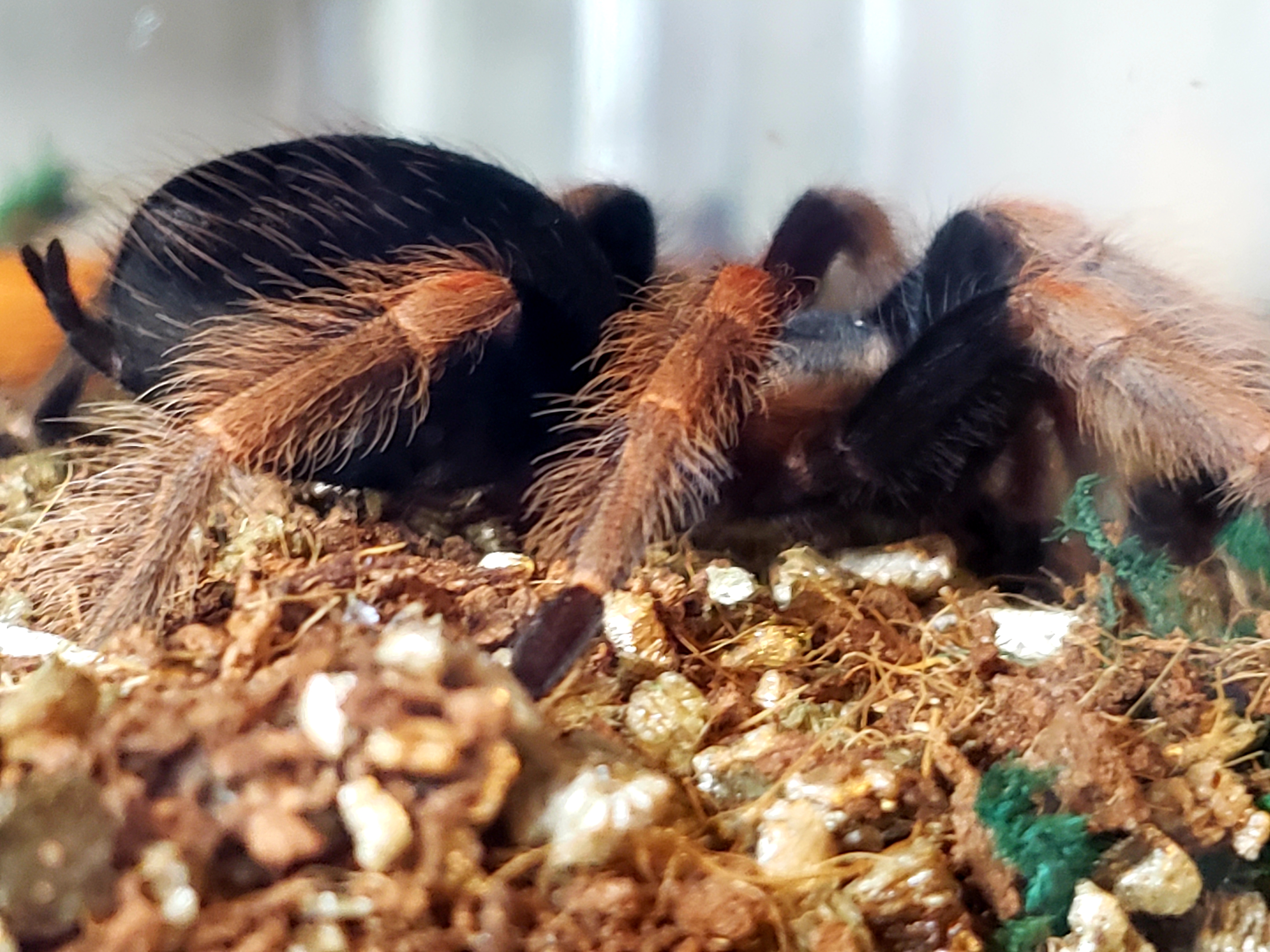 Mexican orange beauty