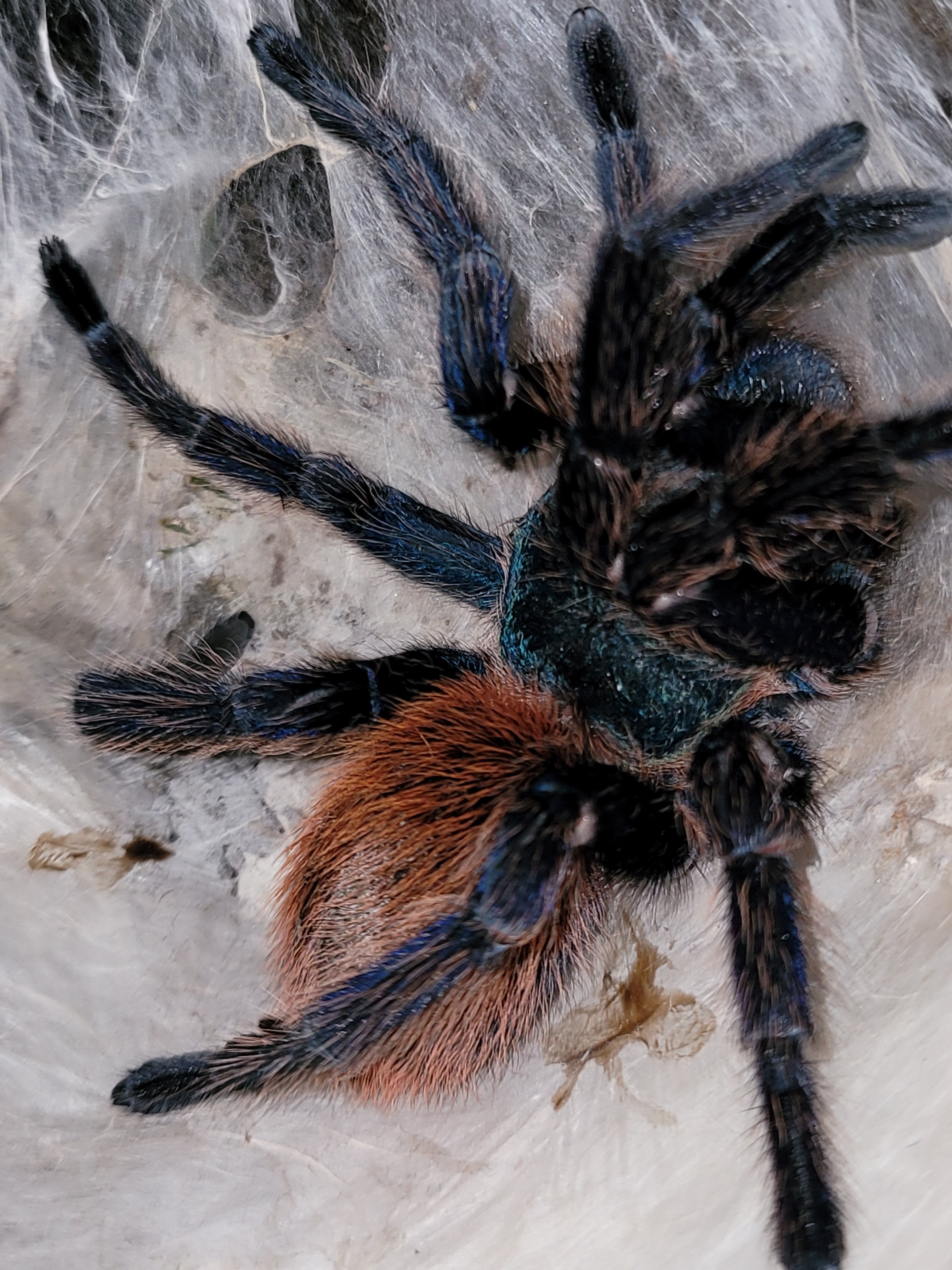 MF gimpy GBB