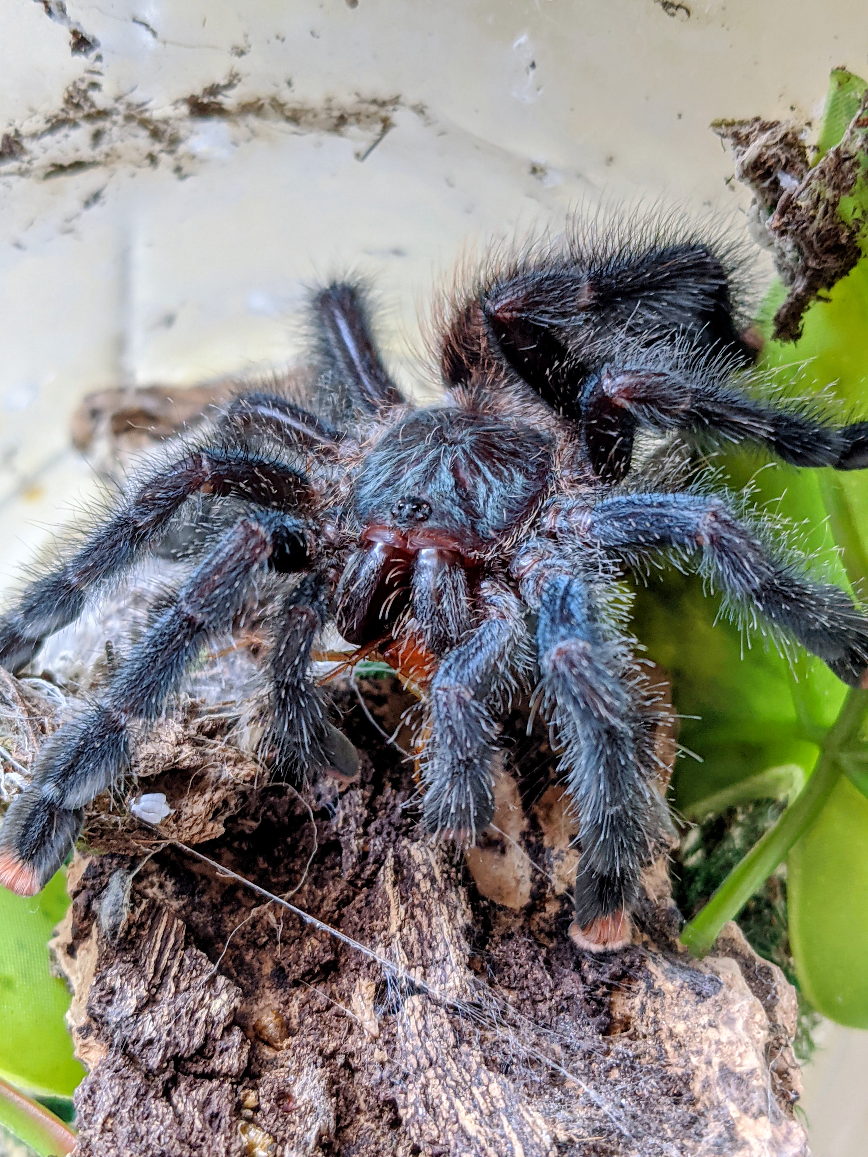"Mikey" having a roach slurpee