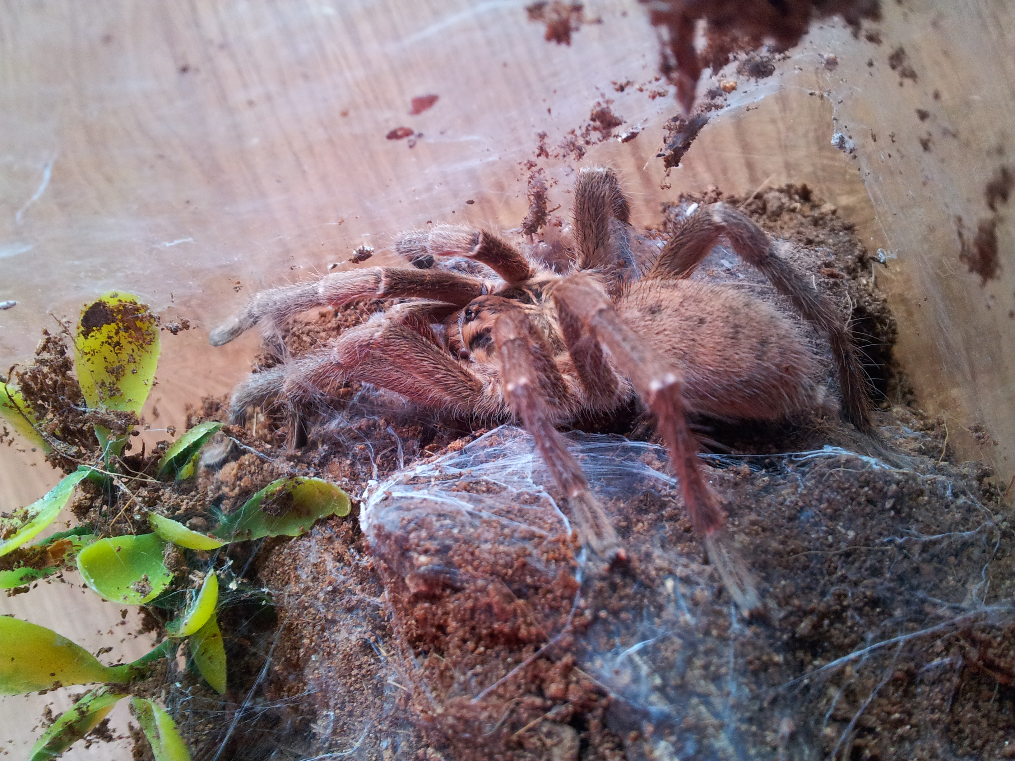 Mikumi....... MM Pterinochilus lugardi