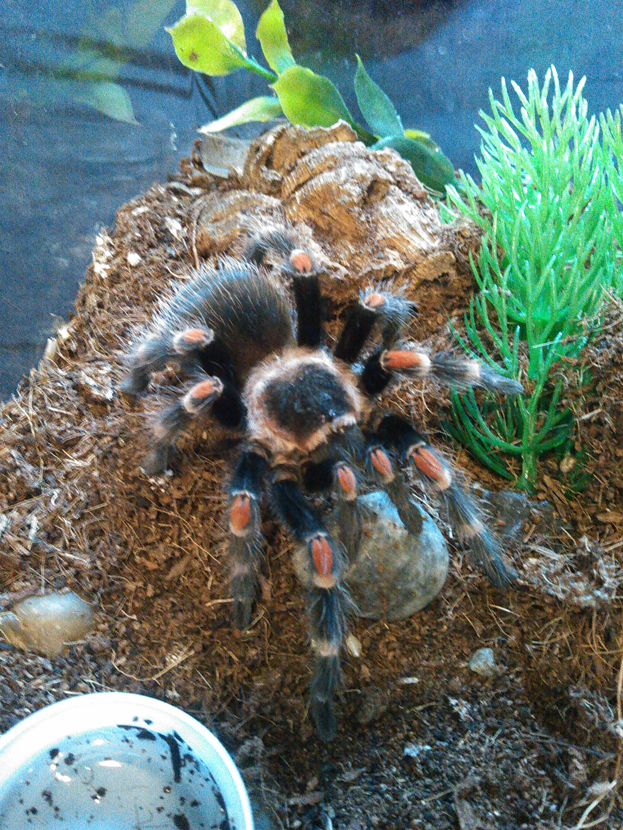 miss-priss-tarantula-forum