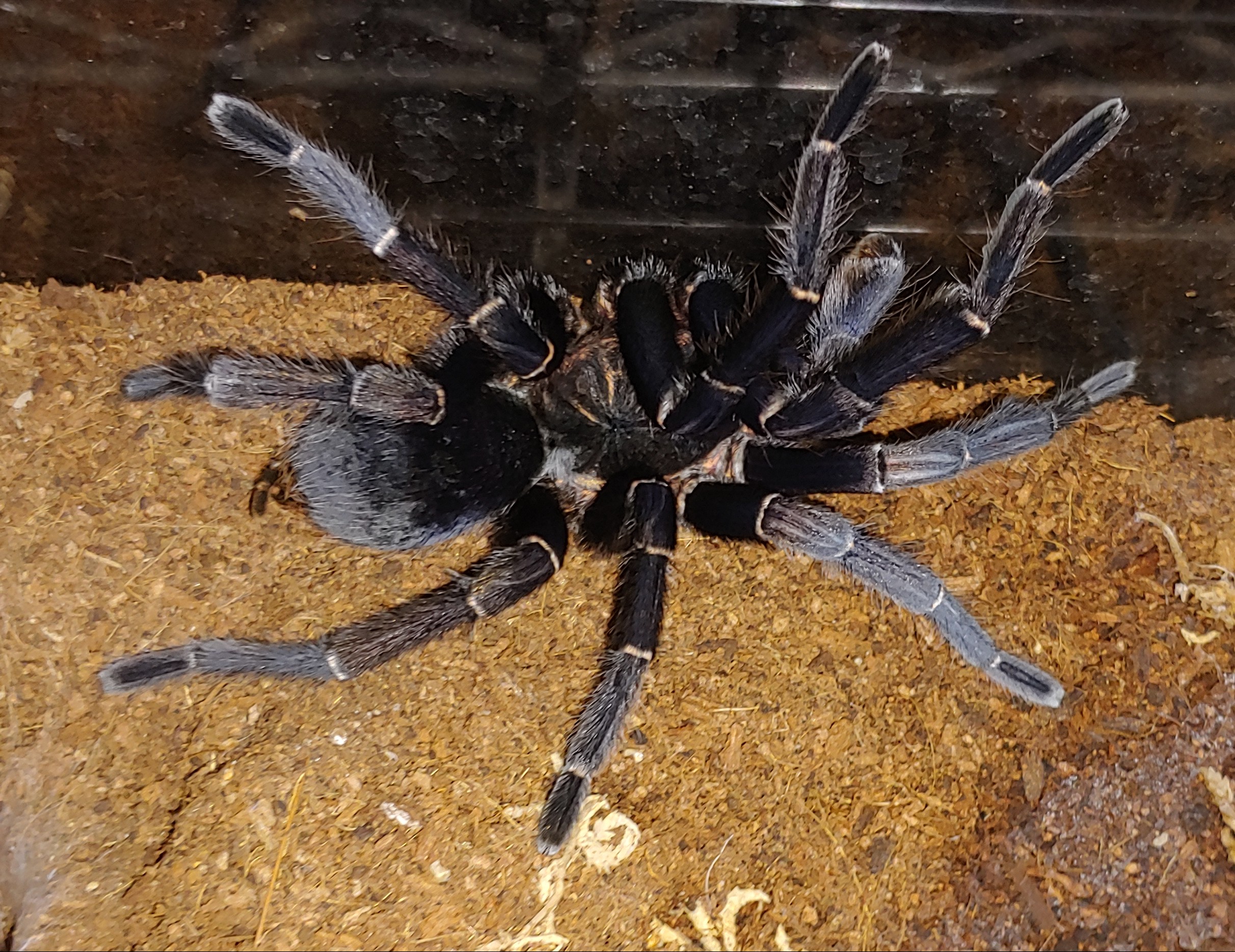 MM A.seemanni