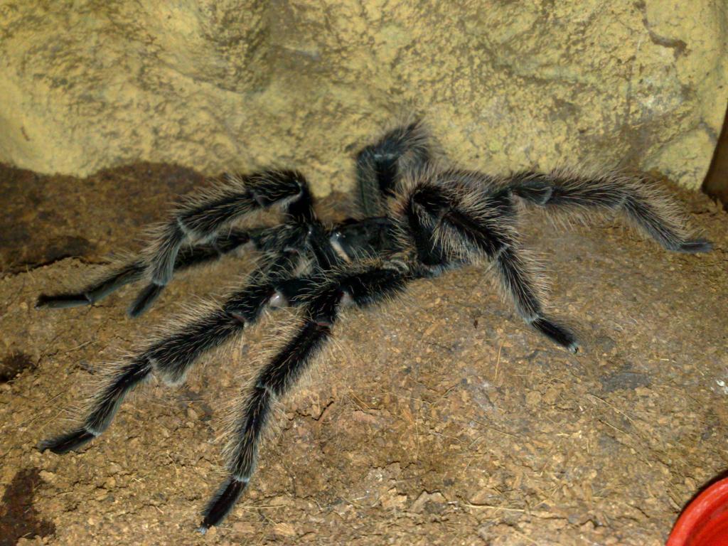 MM Lasiodora Parahybana