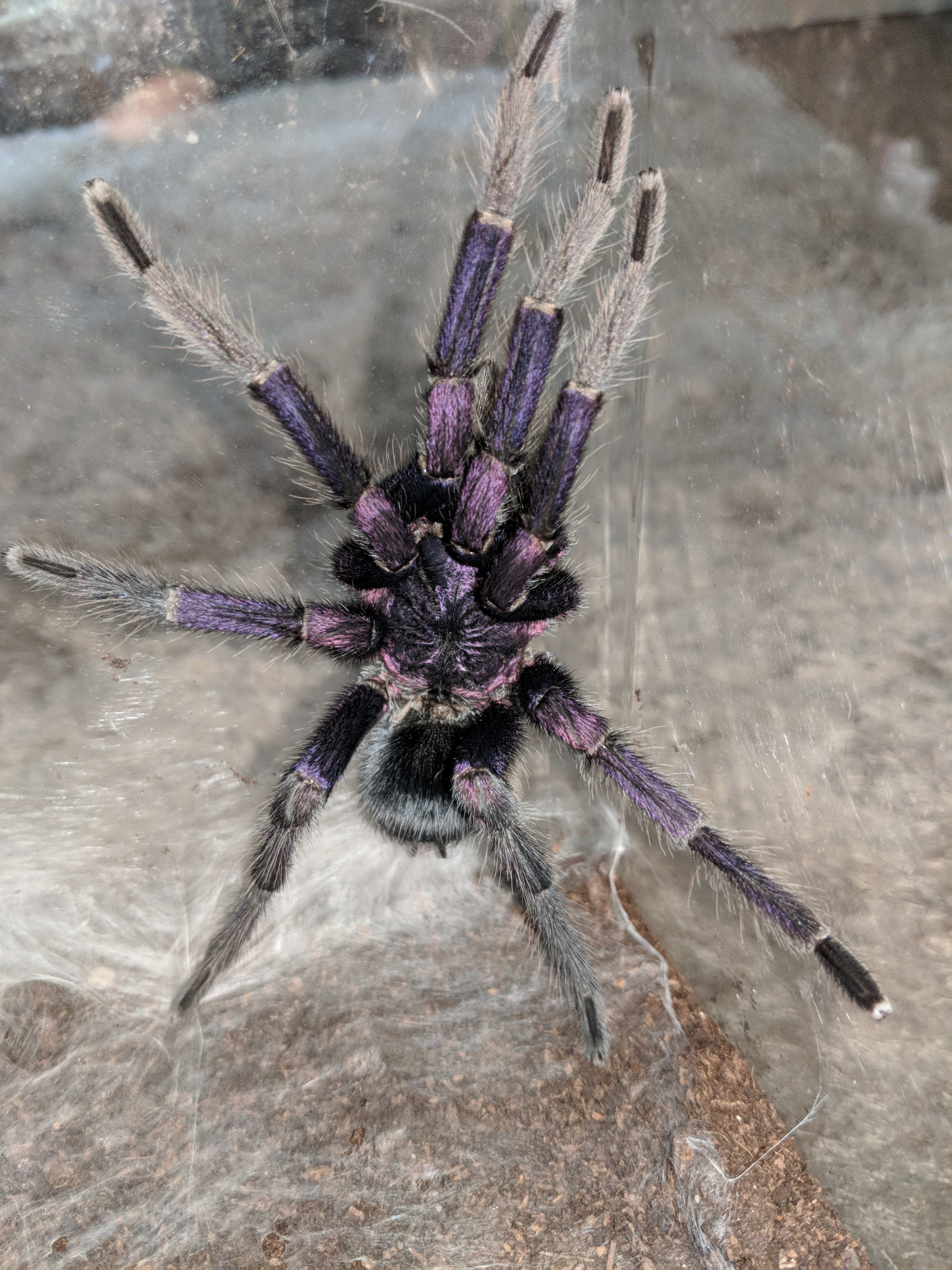 MM Phormictopus sp Dominican Purple