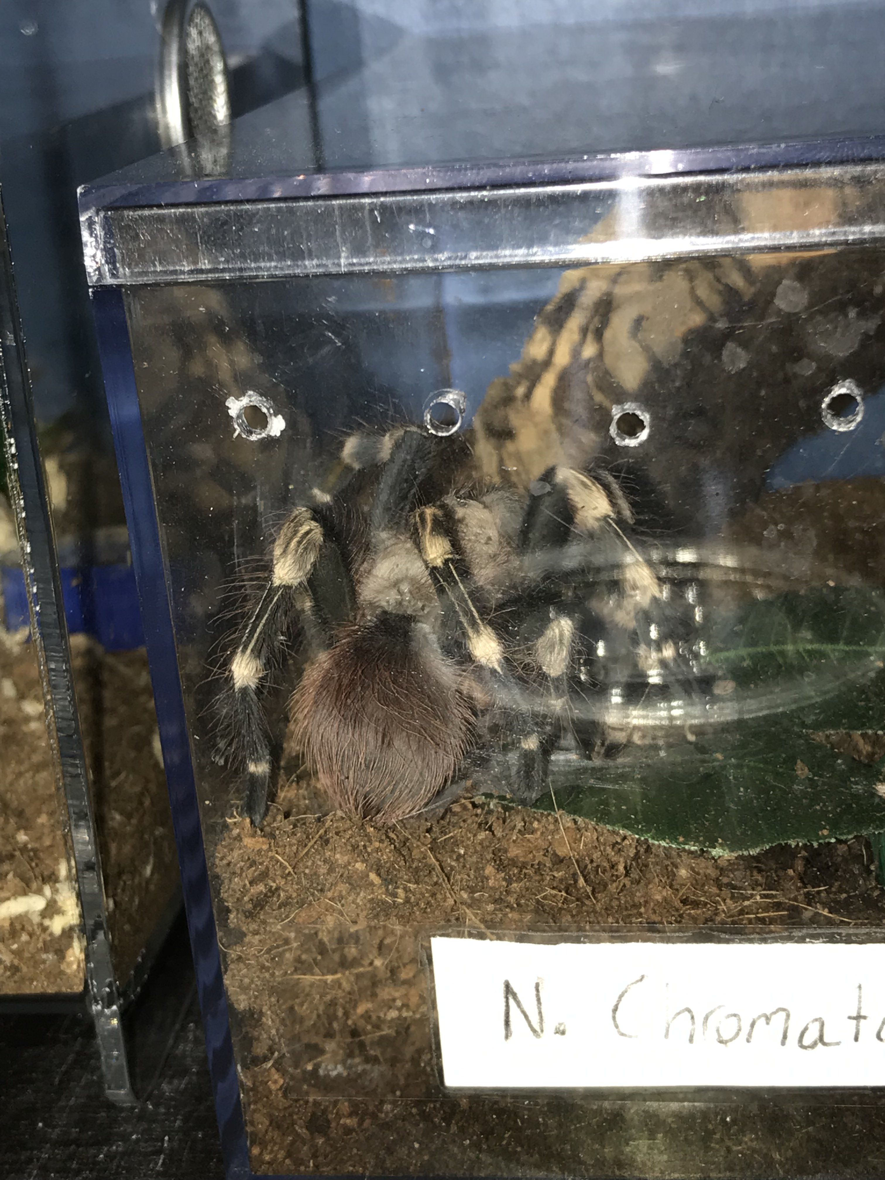 Molted