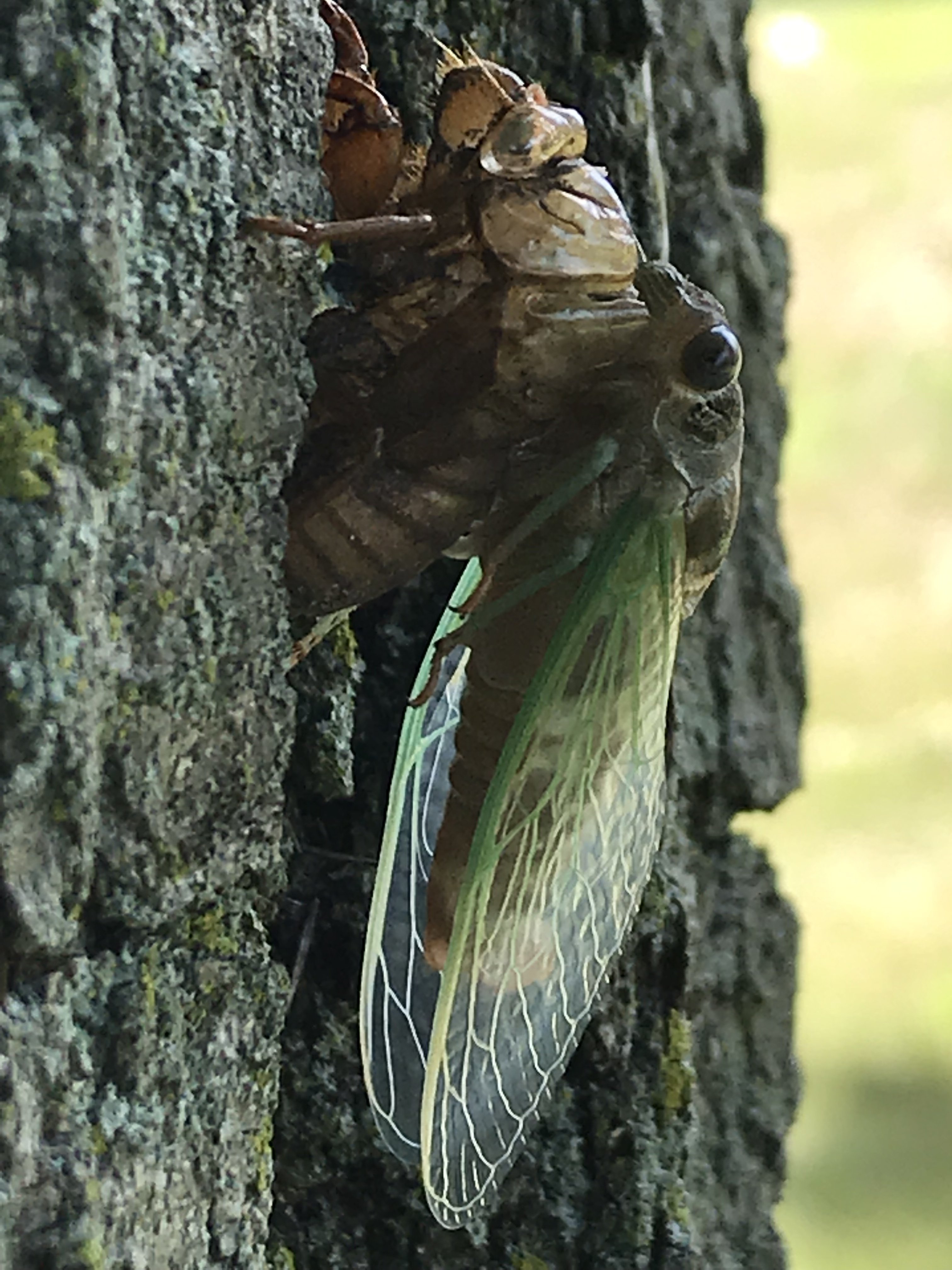 Molting Cicada
