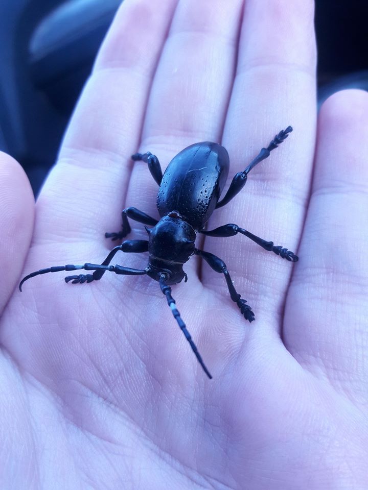 Moneilema gigas 'giant cactus longhorn' female
