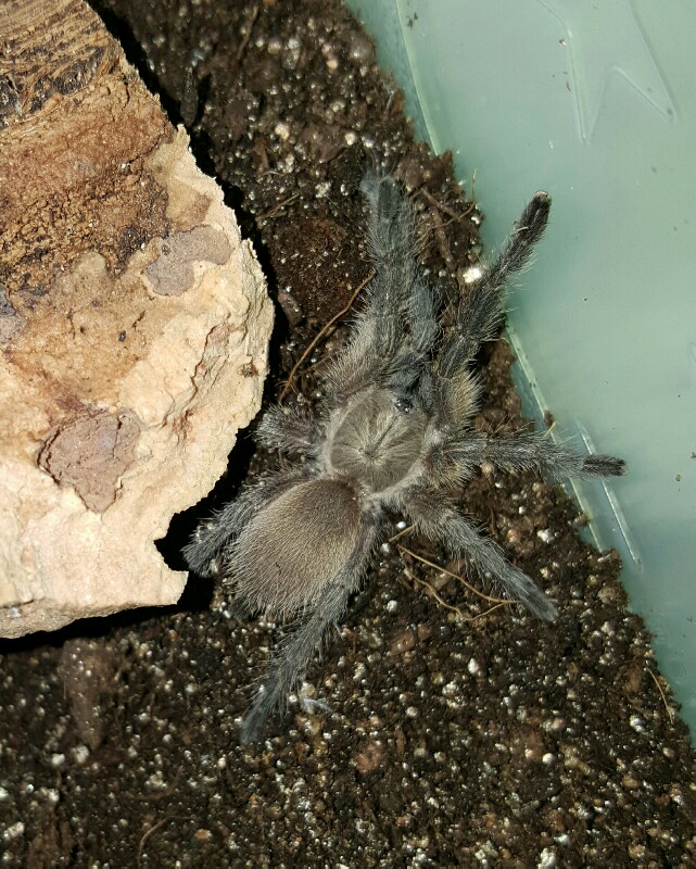 Monocentropus balfouri #1