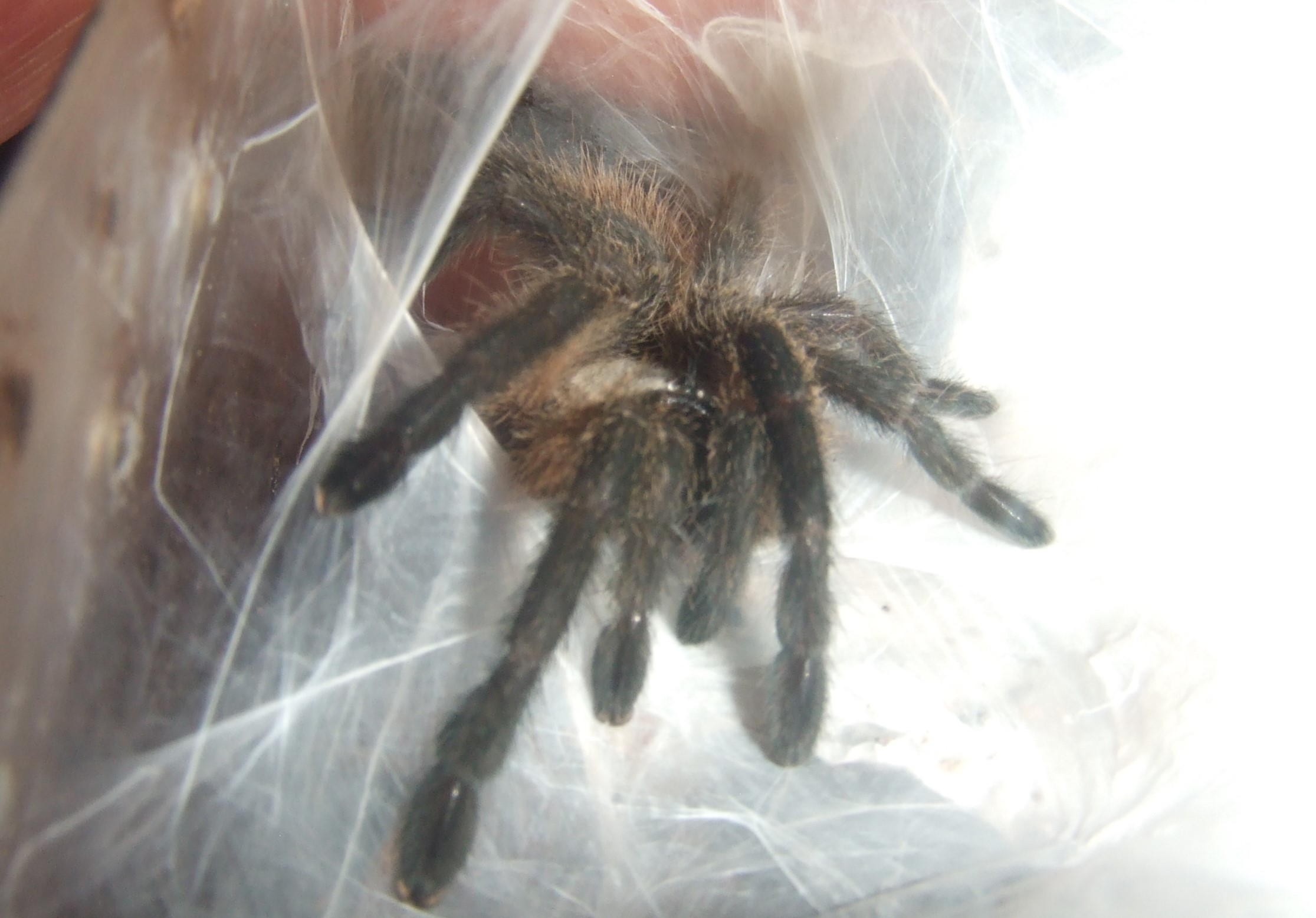 Monocentropus balfouri - Halah