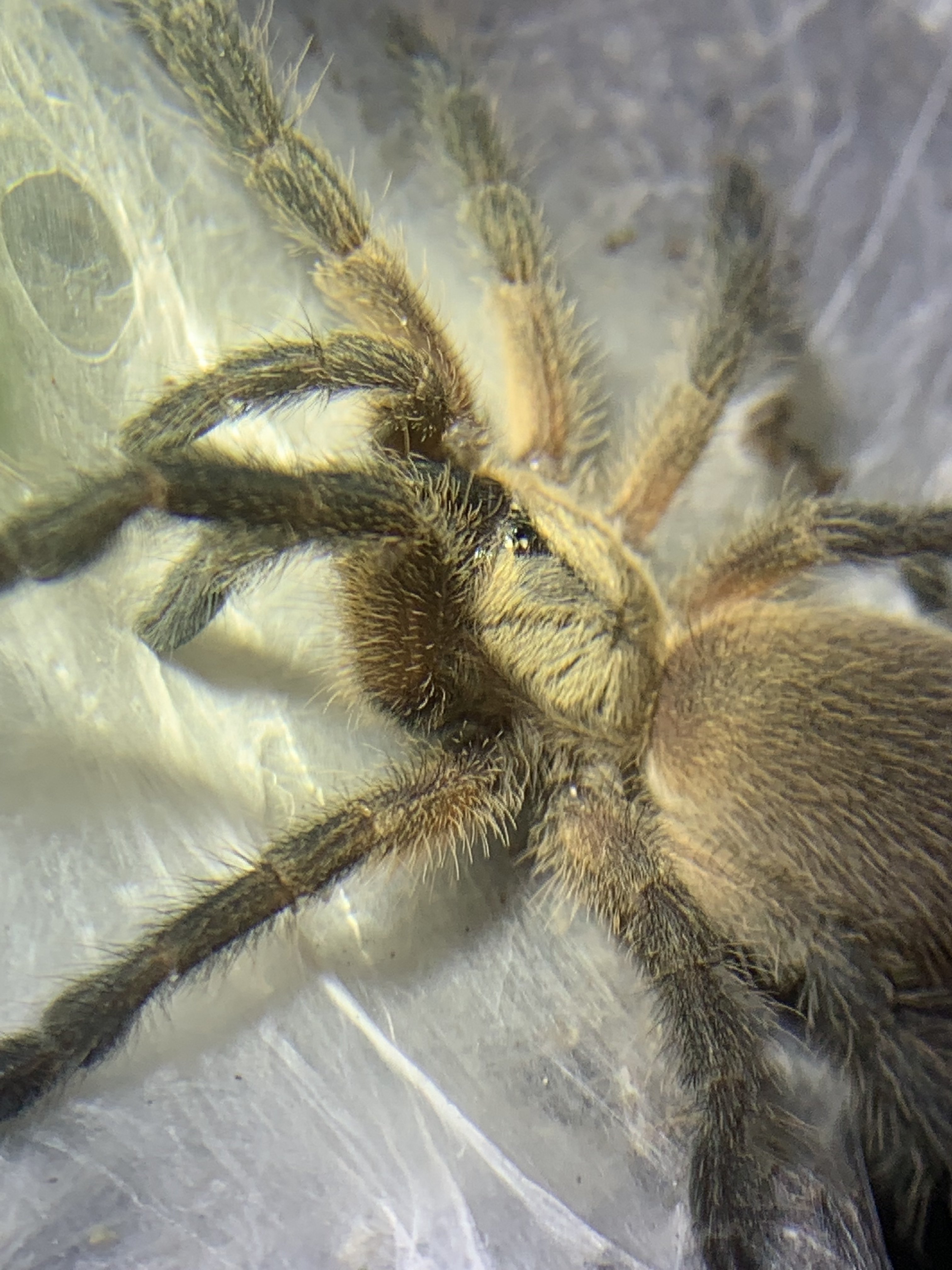 Monocentropus balfouri