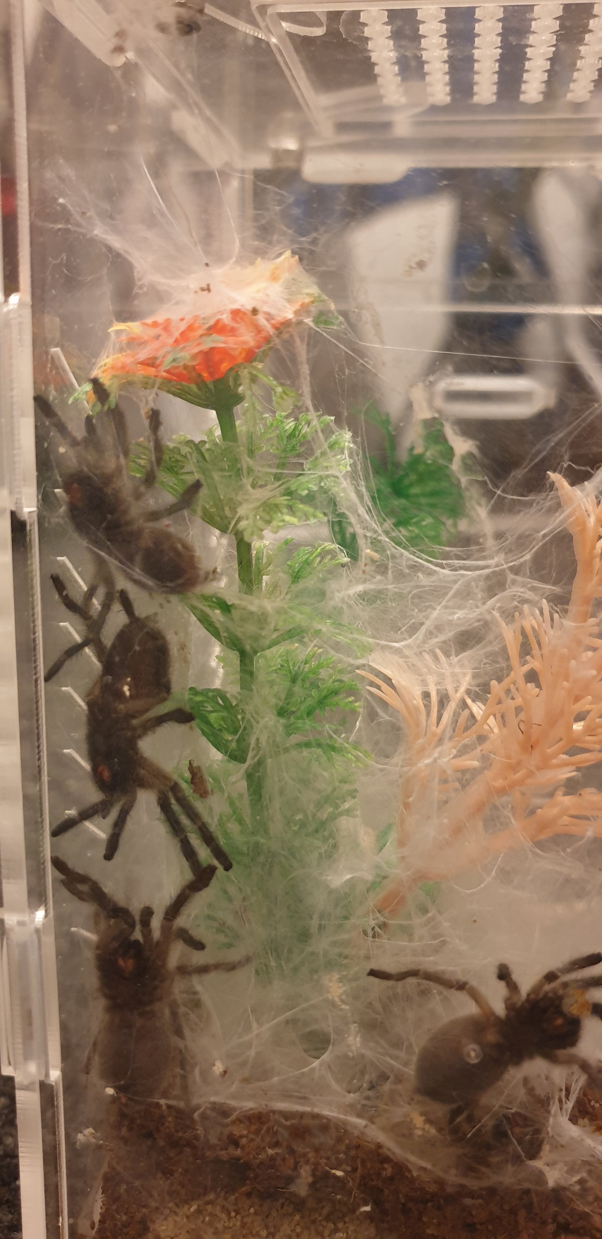 Monocentropus Balfouri