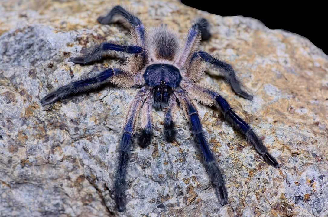 Monocentropus balfouri
