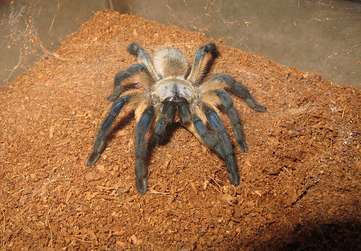 Monocentropus balfouri