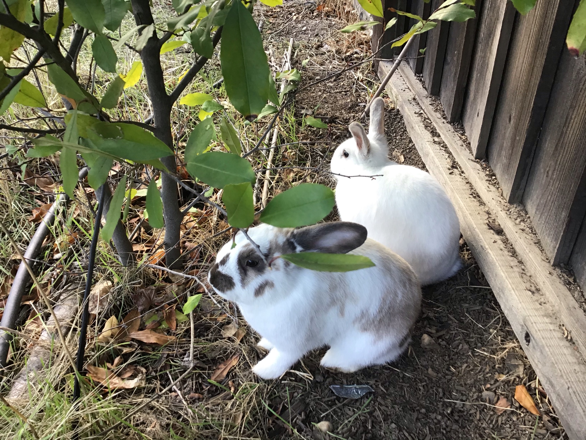 My 2 bunnies chilling in my backyard